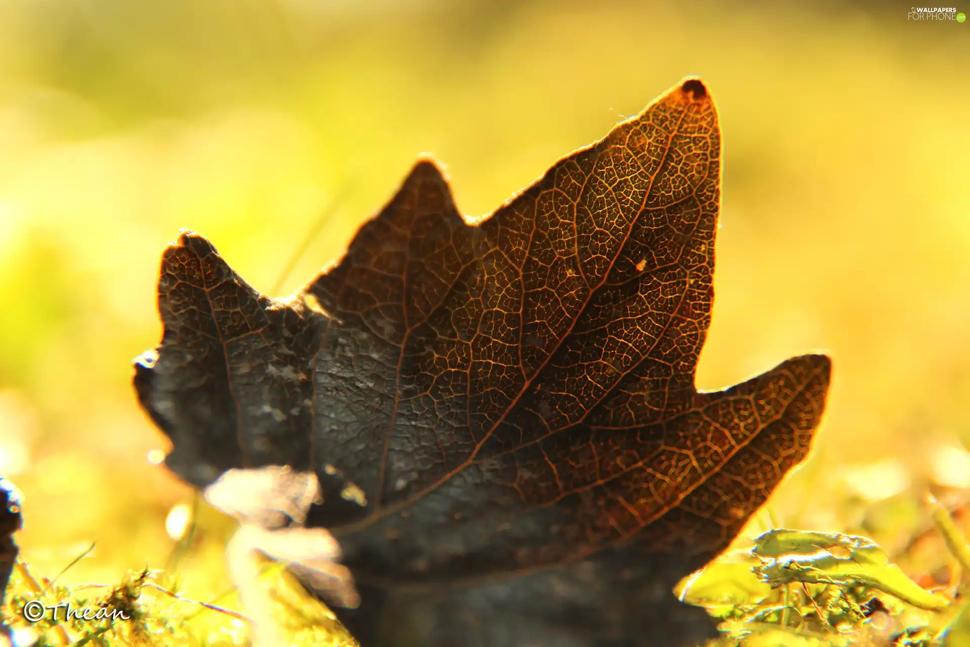 Brown, leaf