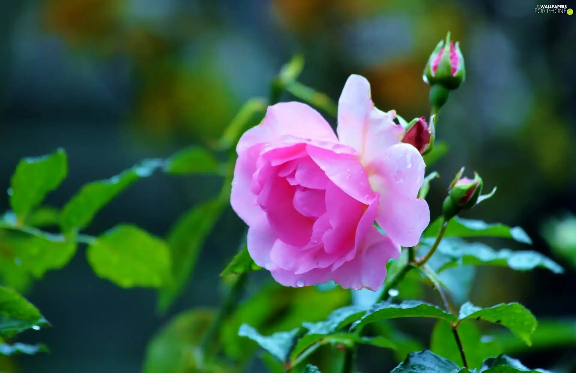 Leaf, rose, bud