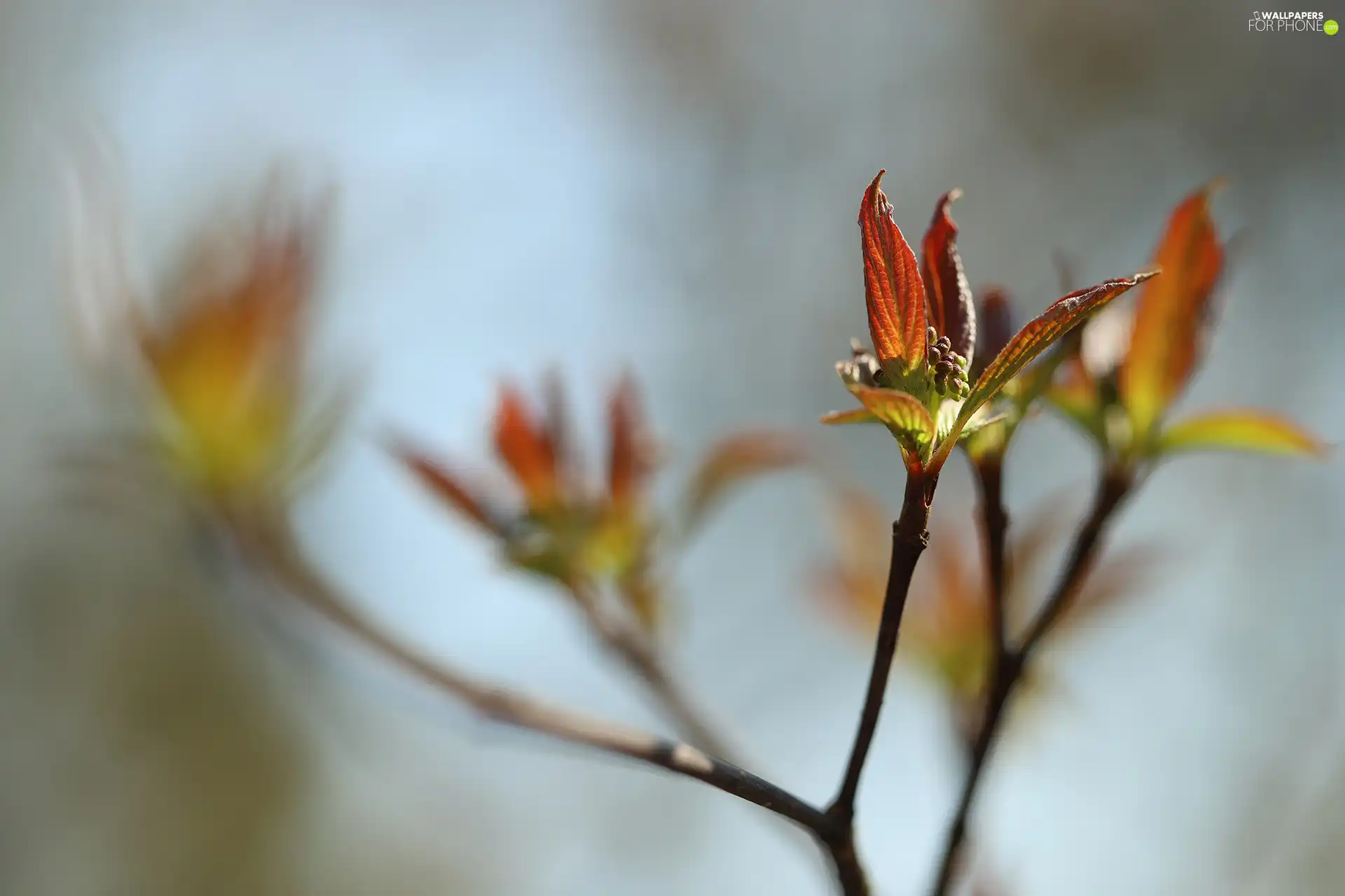 Leaf, twig, bud