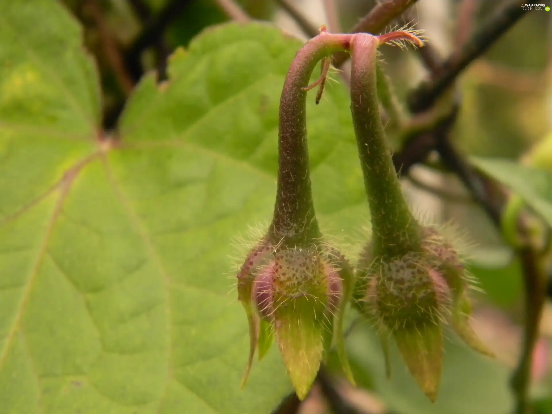 leaf, bindweed, Buds