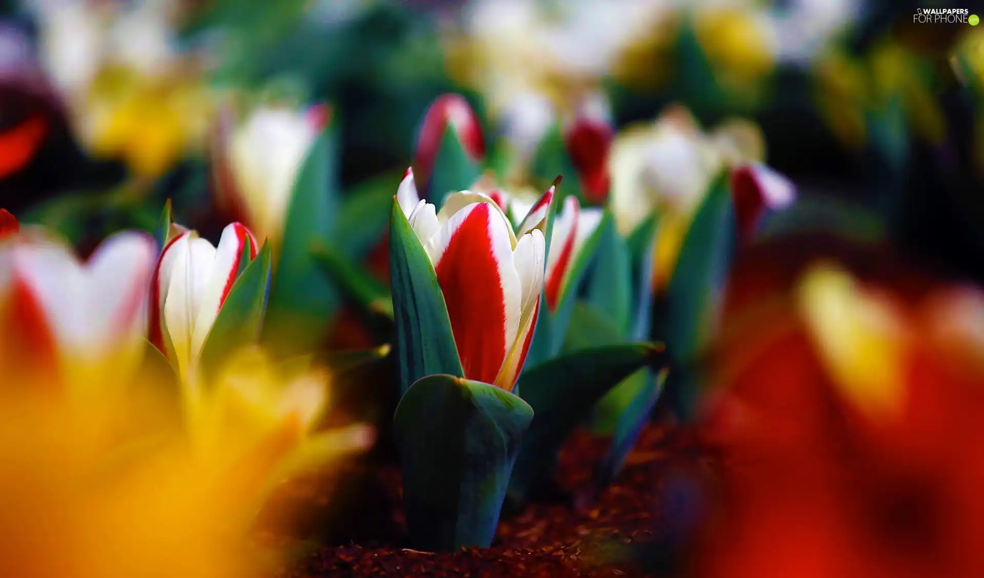 Leaf, Tulips, Buds