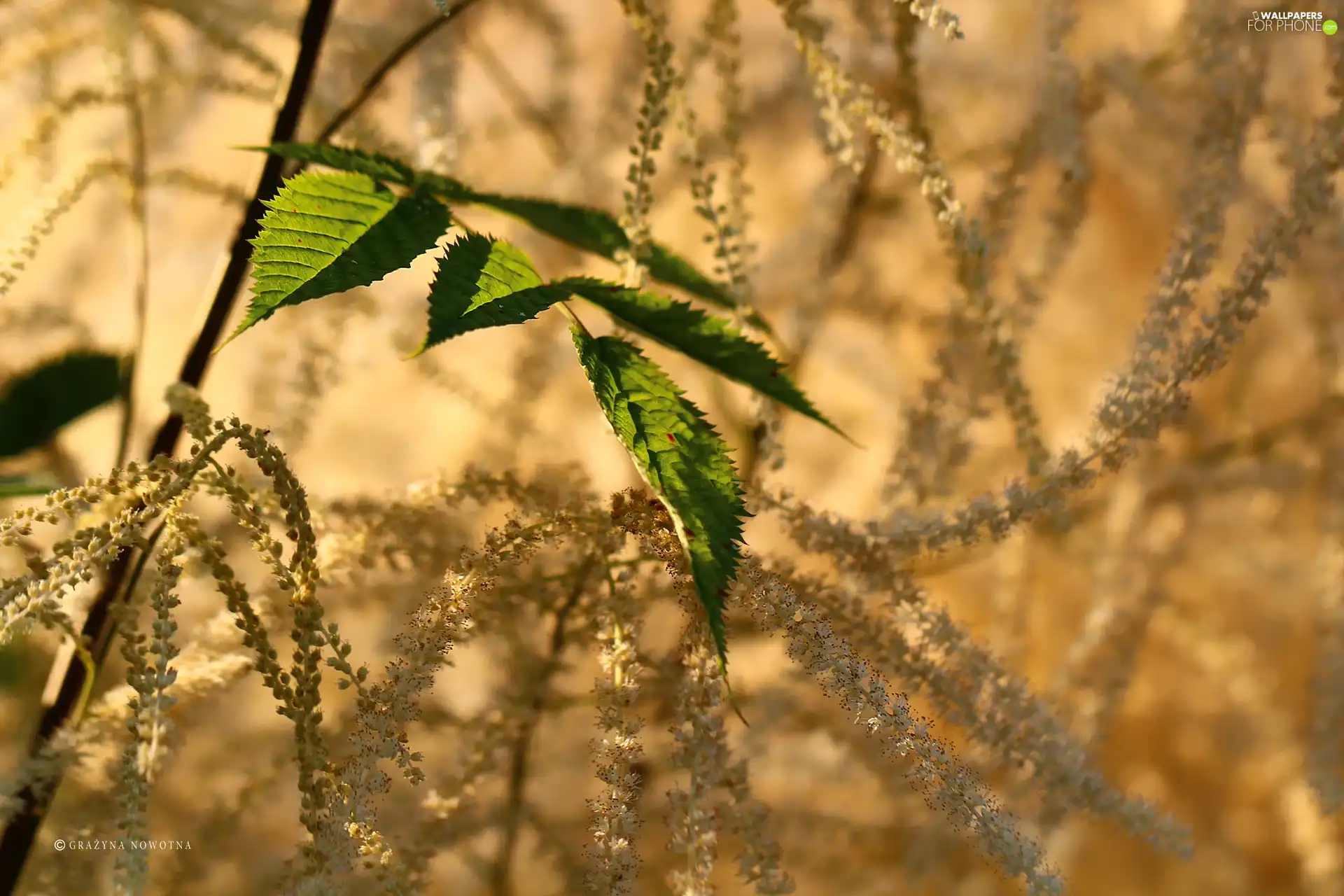 Leaf, Tamarisk, Bush