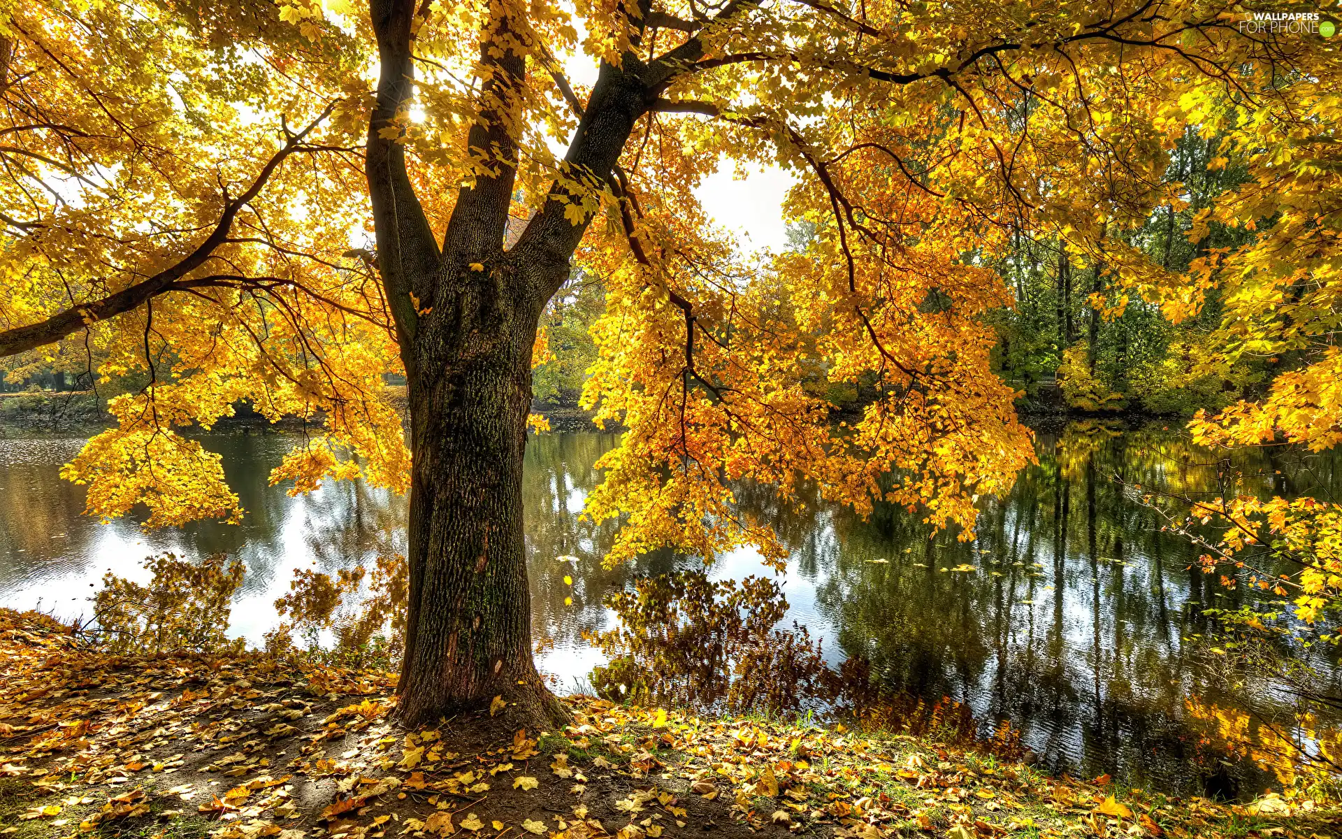 viewes, Pond - car, Leaf, autumn, Yellow, trees