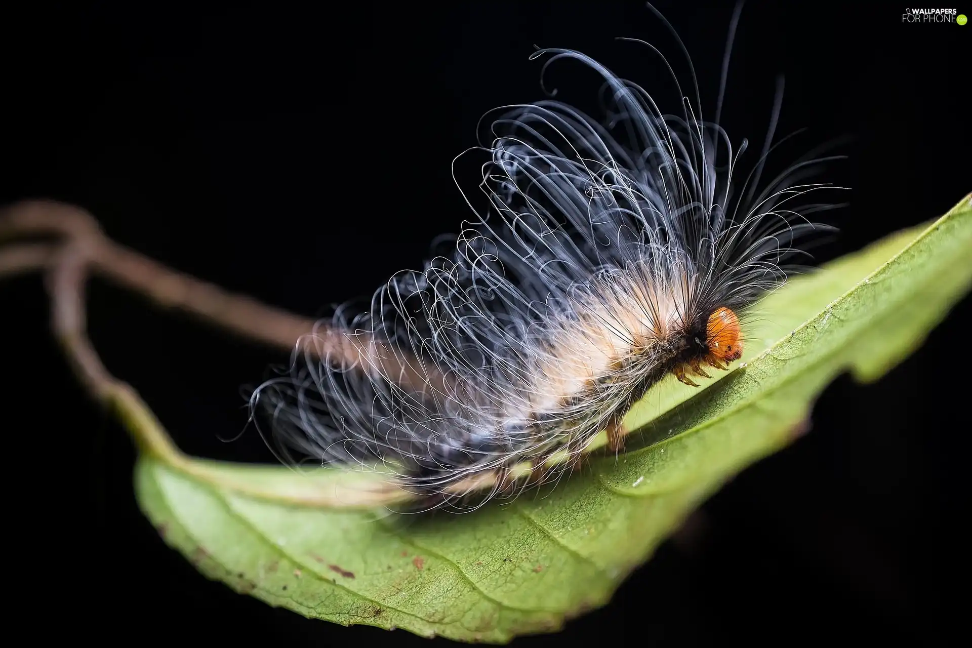 caterpillar, leaf