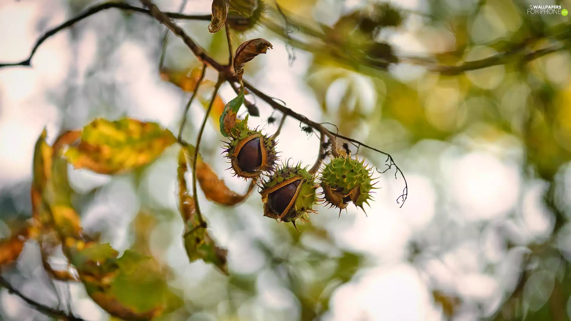 chestnut, twig, chestnuts, Leaf