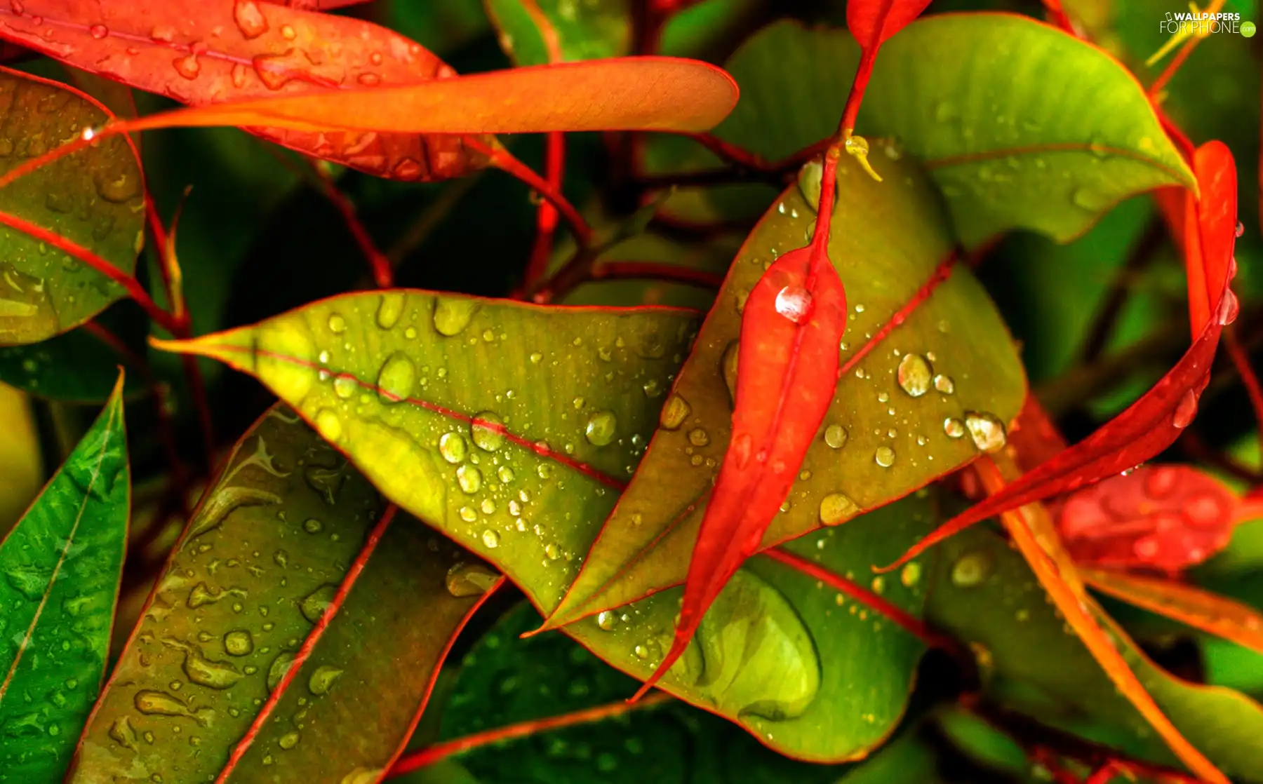 color, Leaf