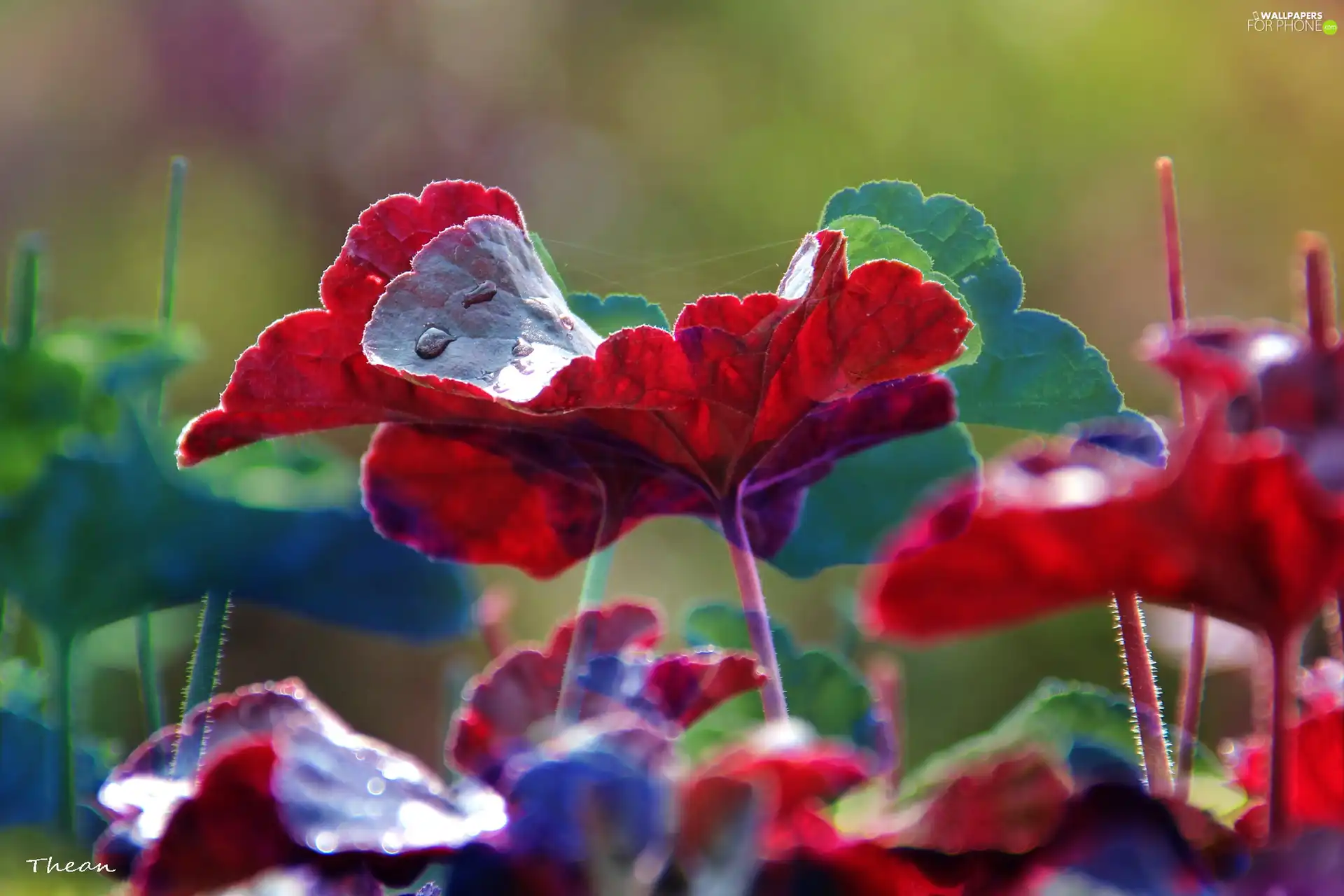 color, Leaf