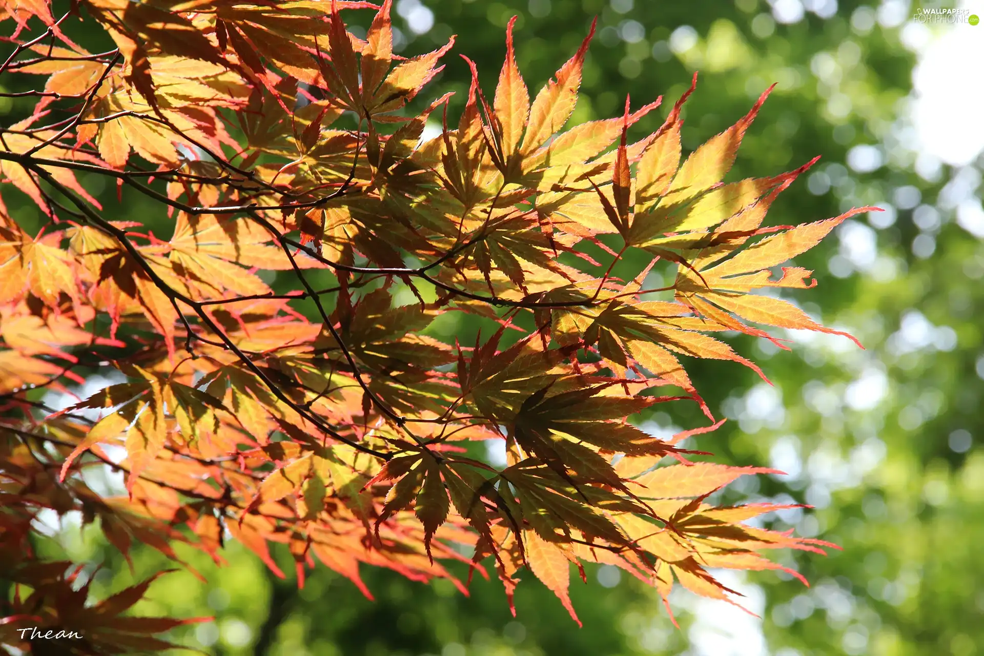 color, Leaf