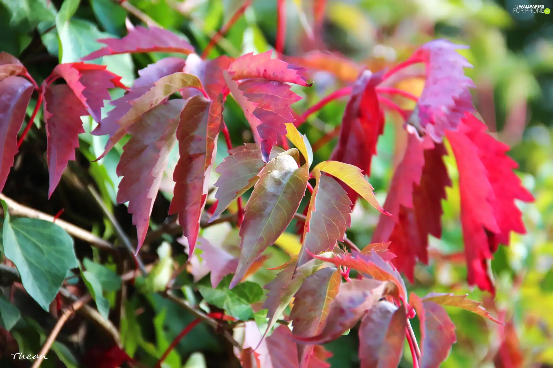 Virginia Creeper, color, Leaf, climber