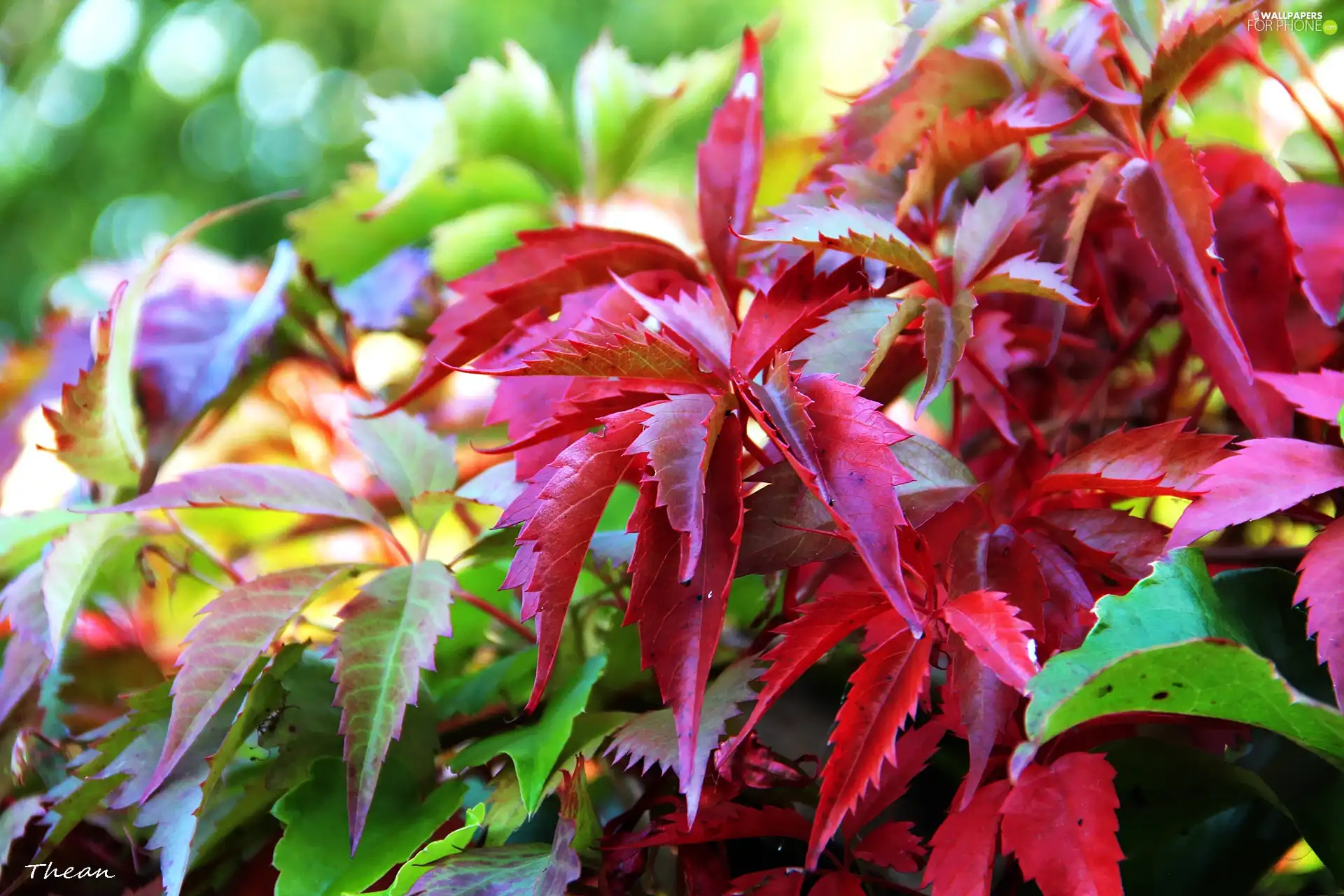 Virginia Creeper, color, Leaf, climber