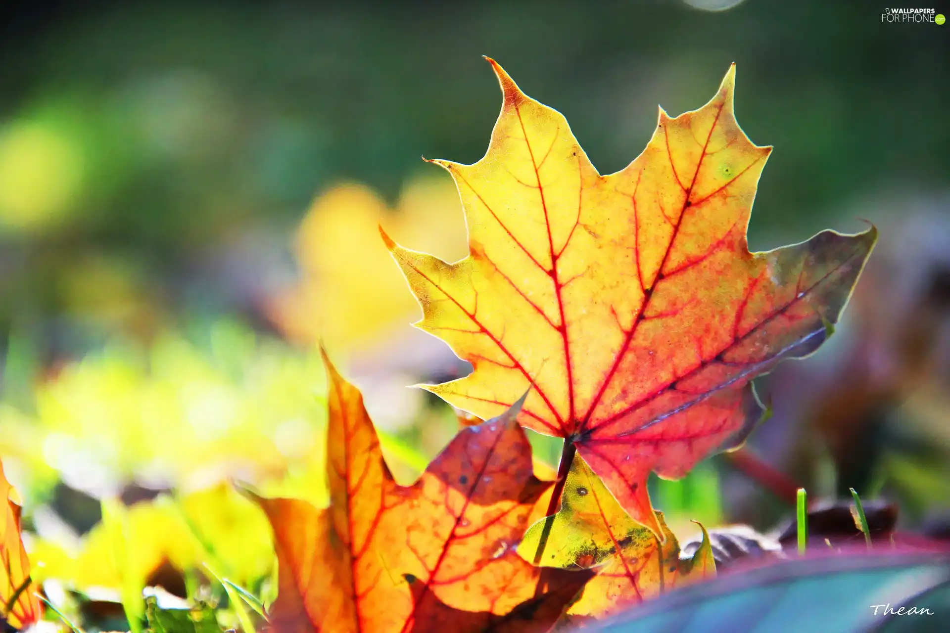 Leaf, Autumn, color