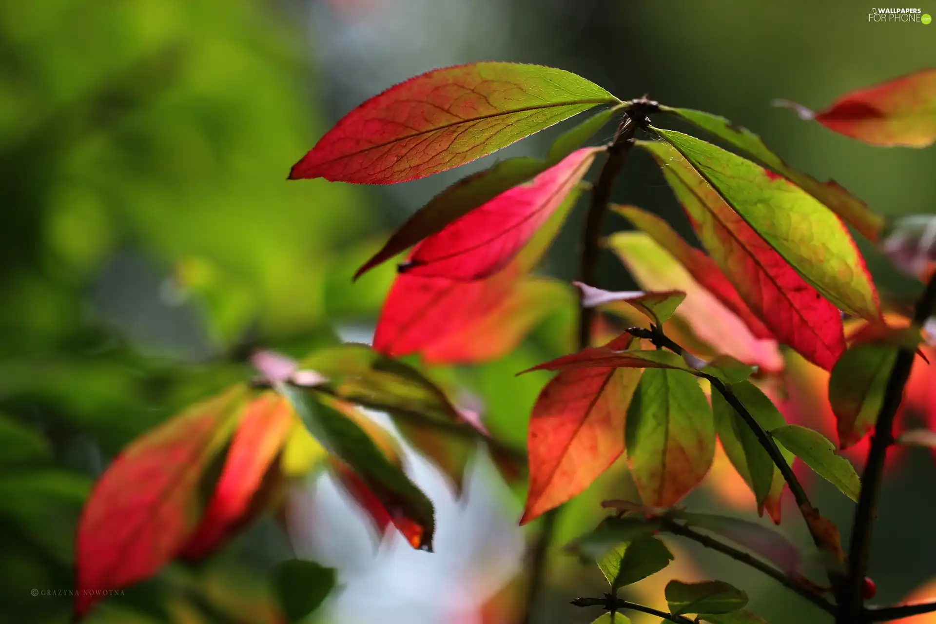 Leaf, Autumn, color