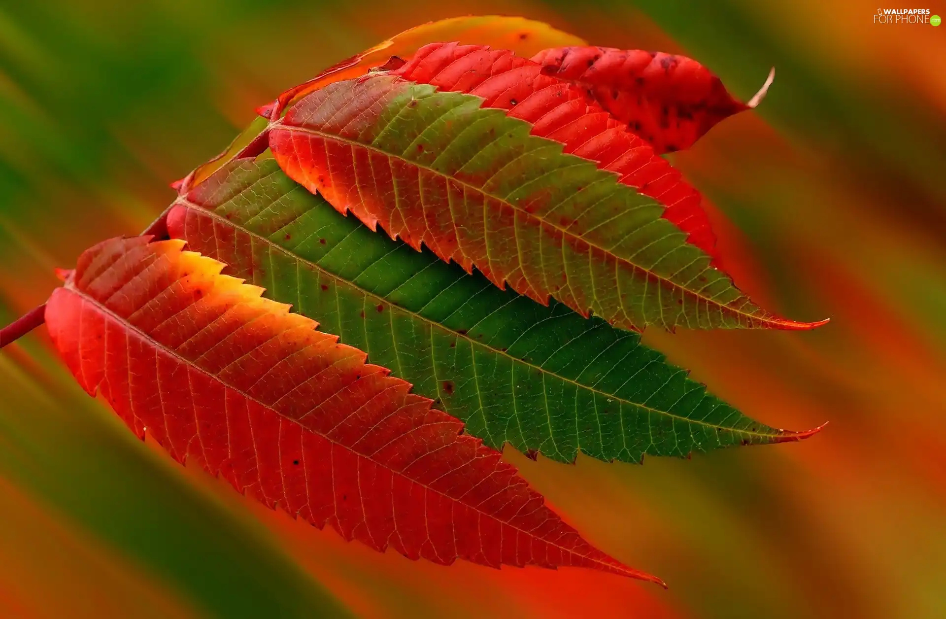 Leaf, autumn, color