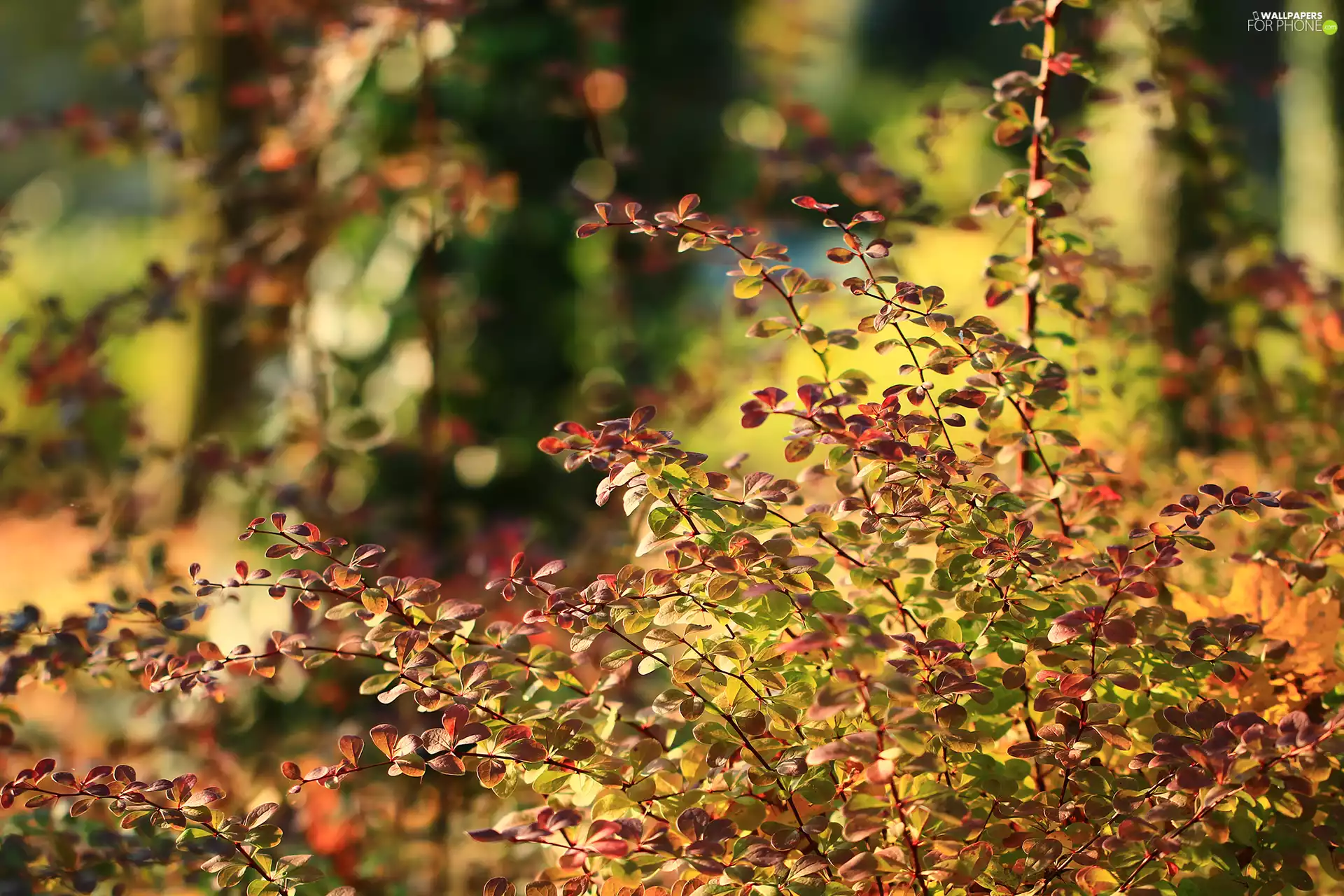 color, barberry, Bush, Leaf