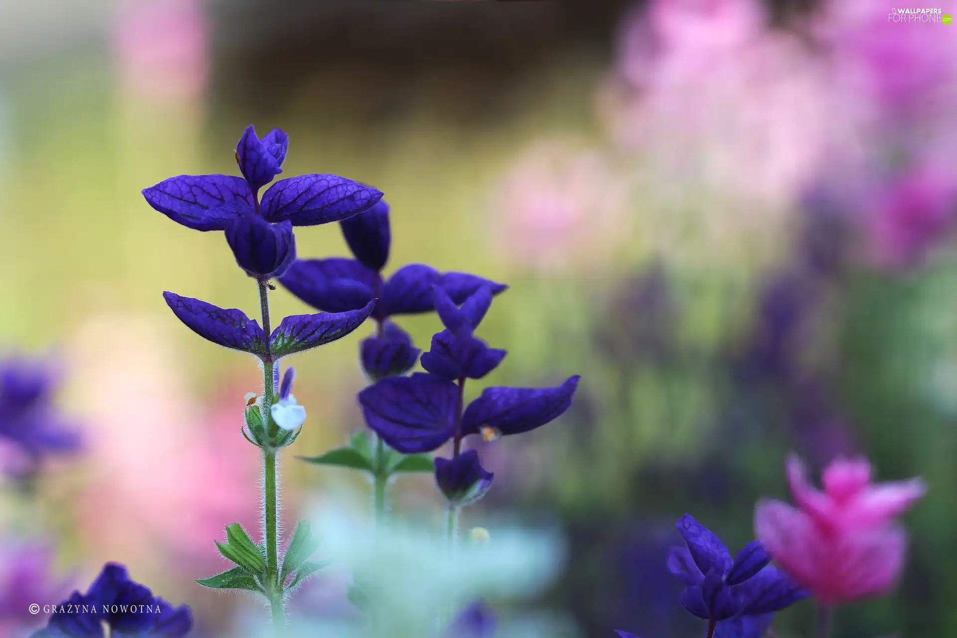 color, purple, Leaf, Plants