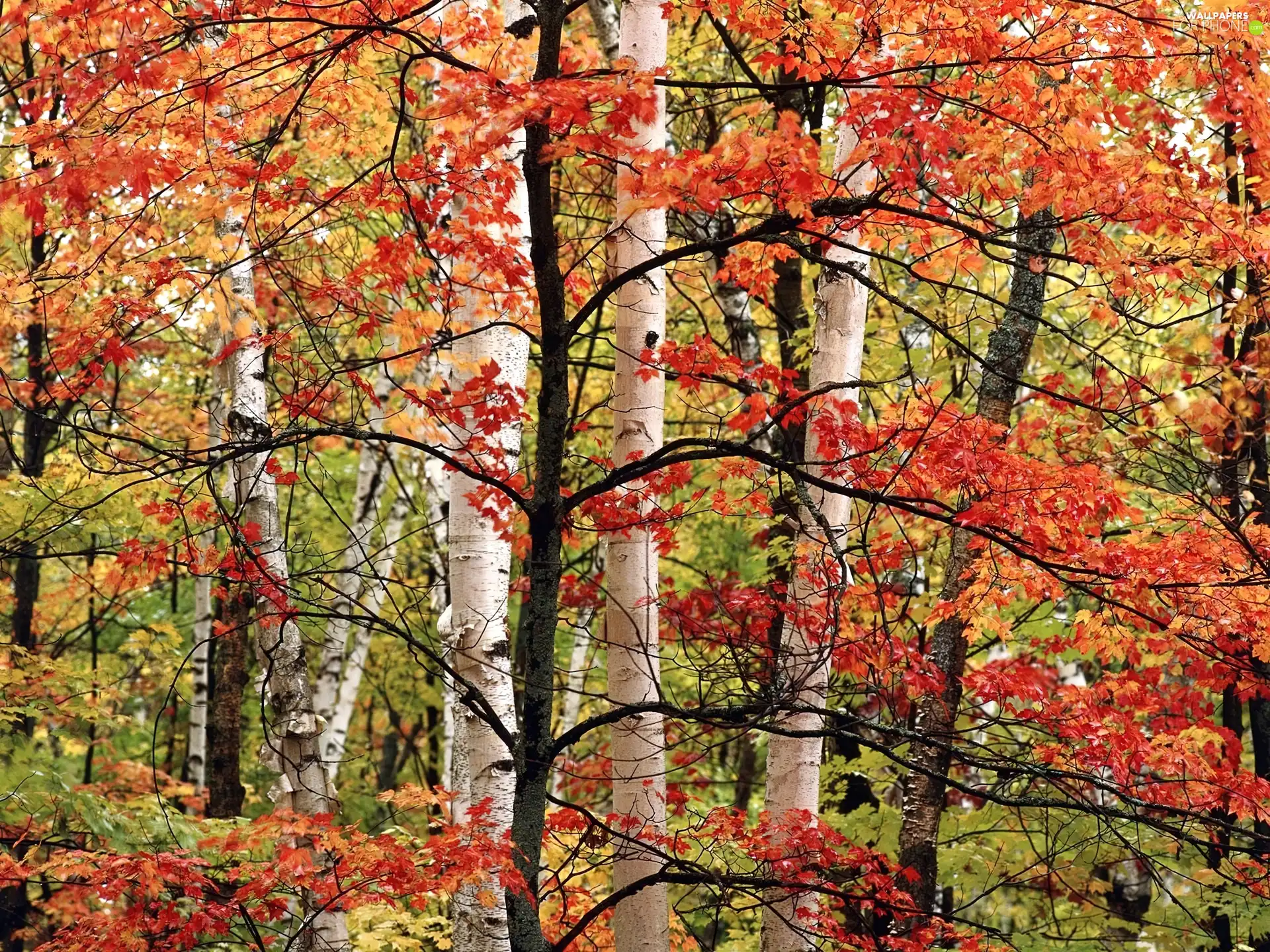 trees, forest, Leaf, color, viewes, autumn