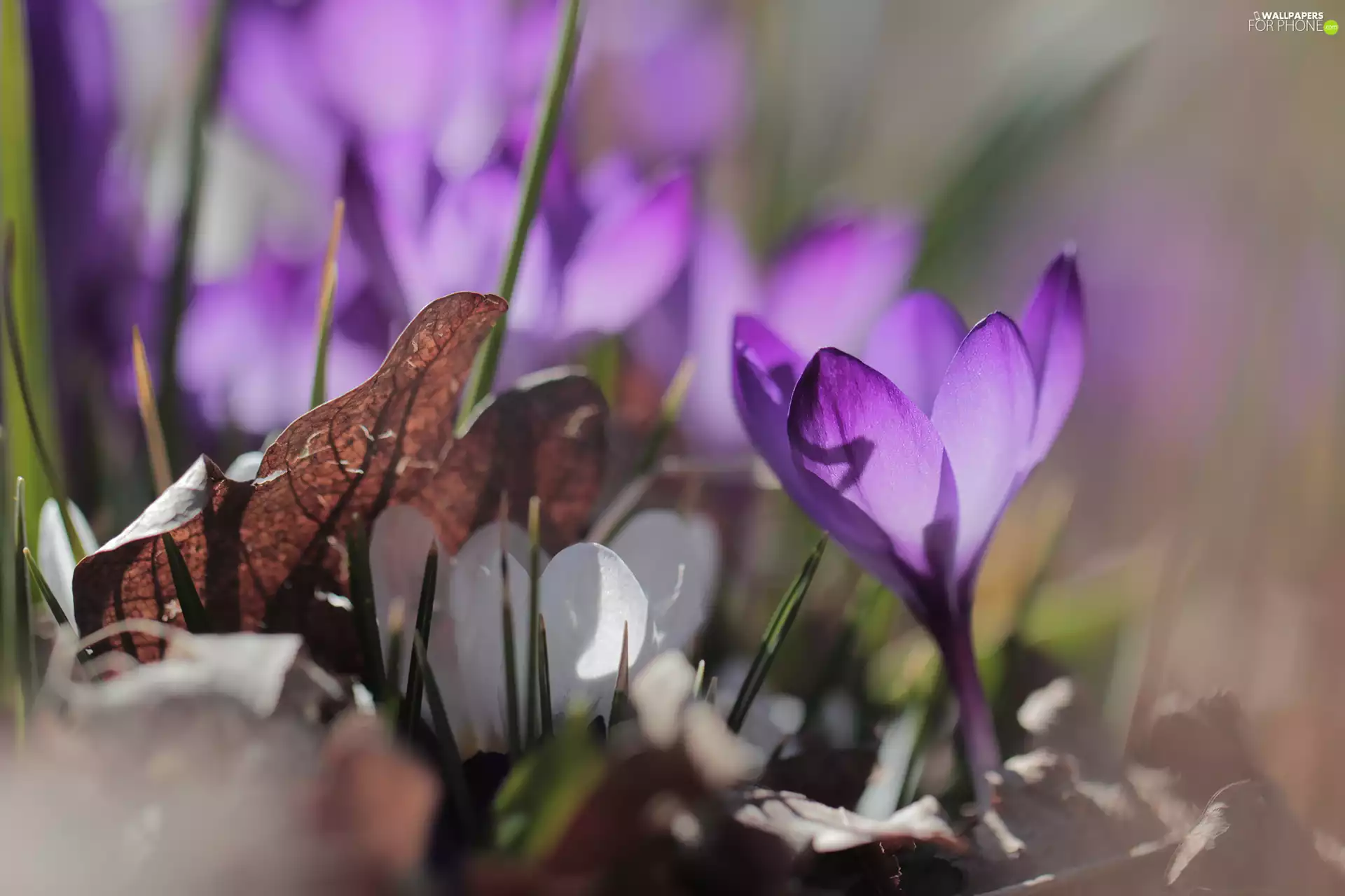 leaf, Violet, crocus