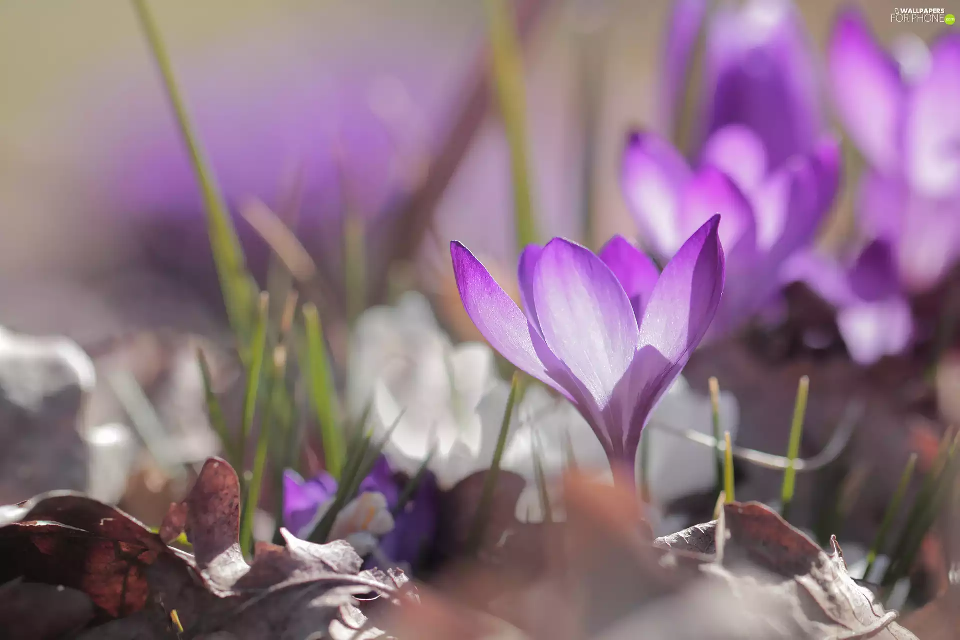 Leaf, Violet, crocus