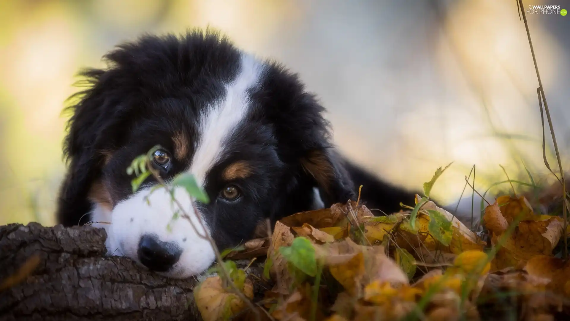 Bernese Mountain Dog, muzzle, Leaf, Puppy