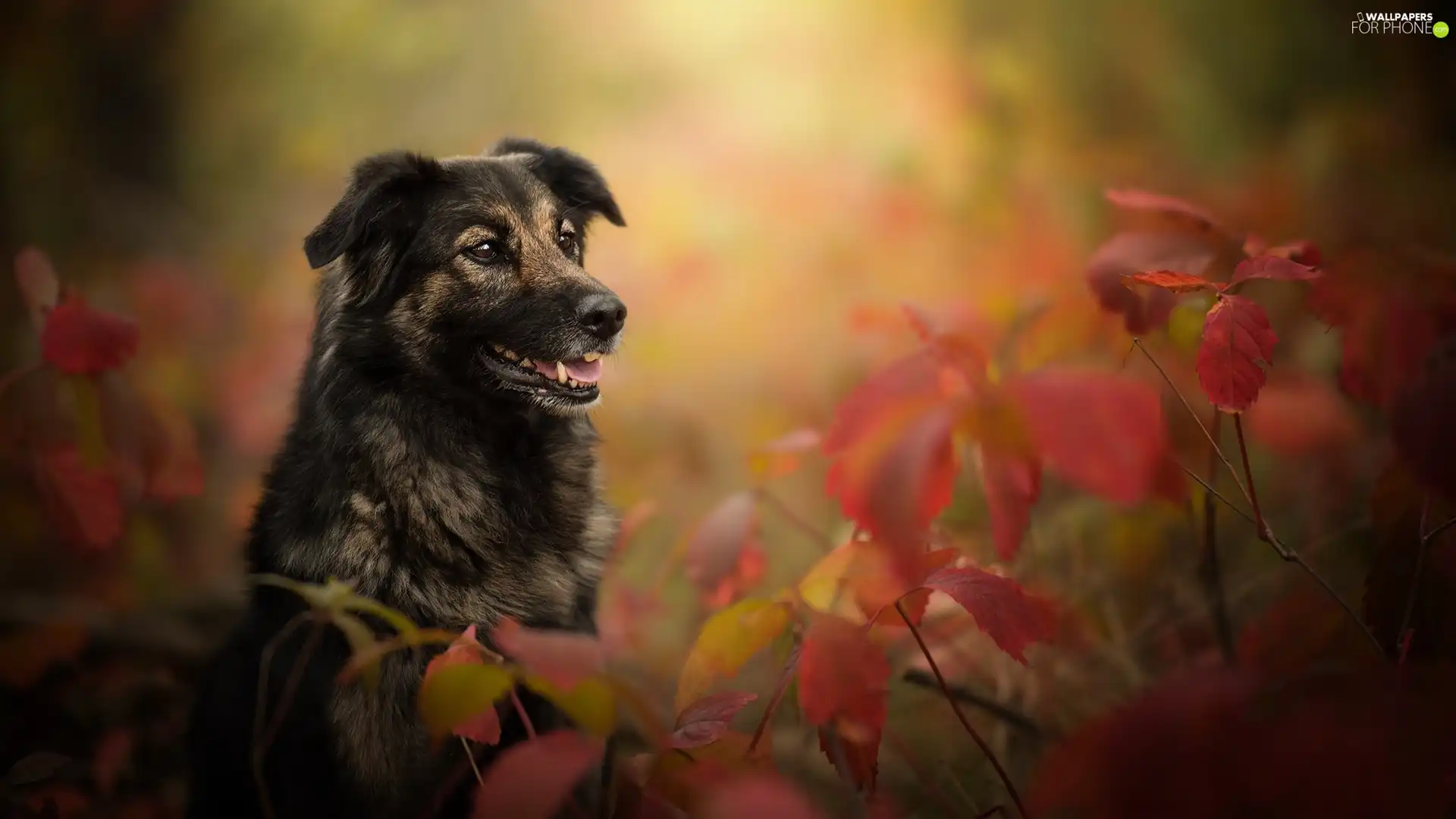 dog, Plants, Leaf, muzzle