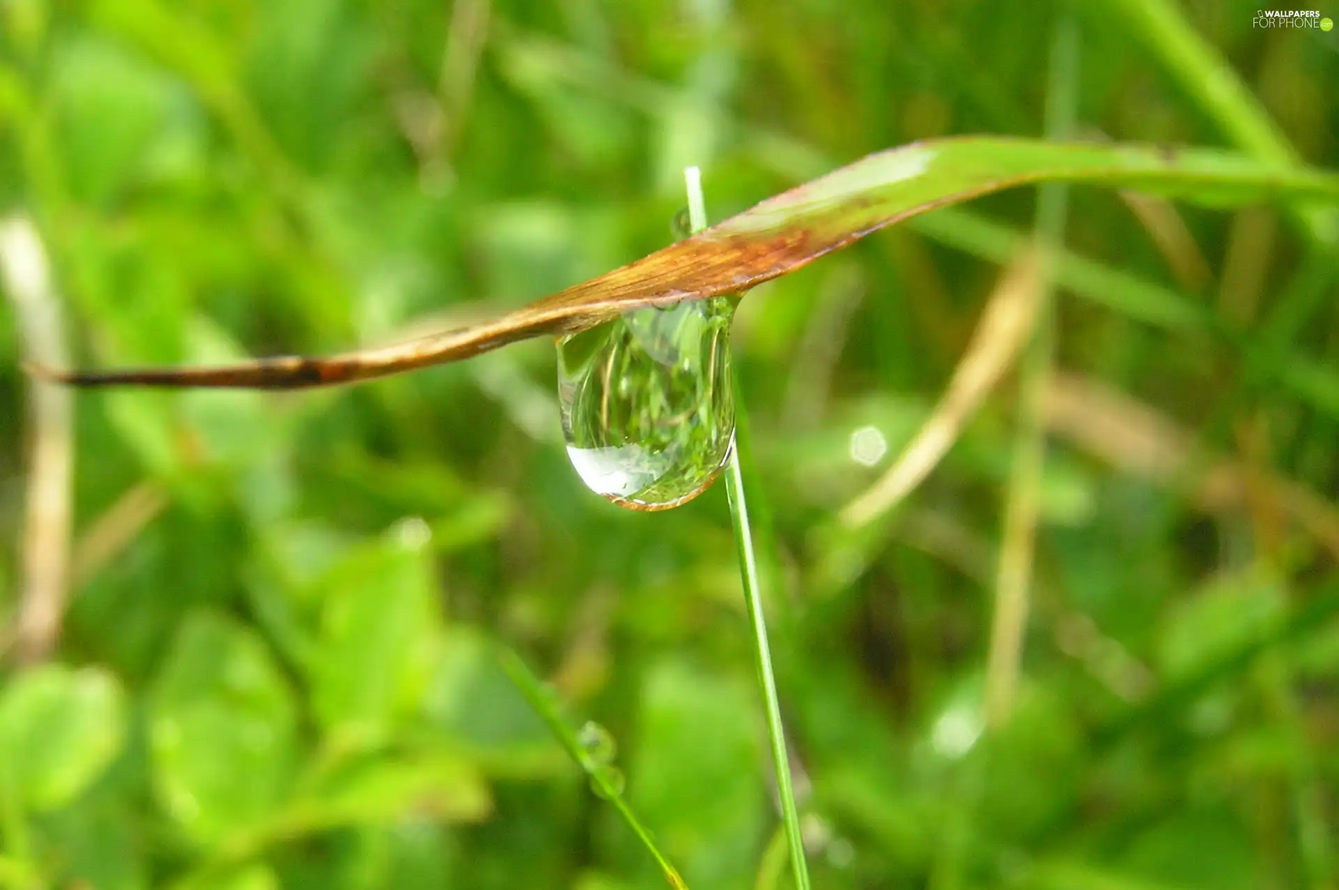 drop, an, leaf, Rosy