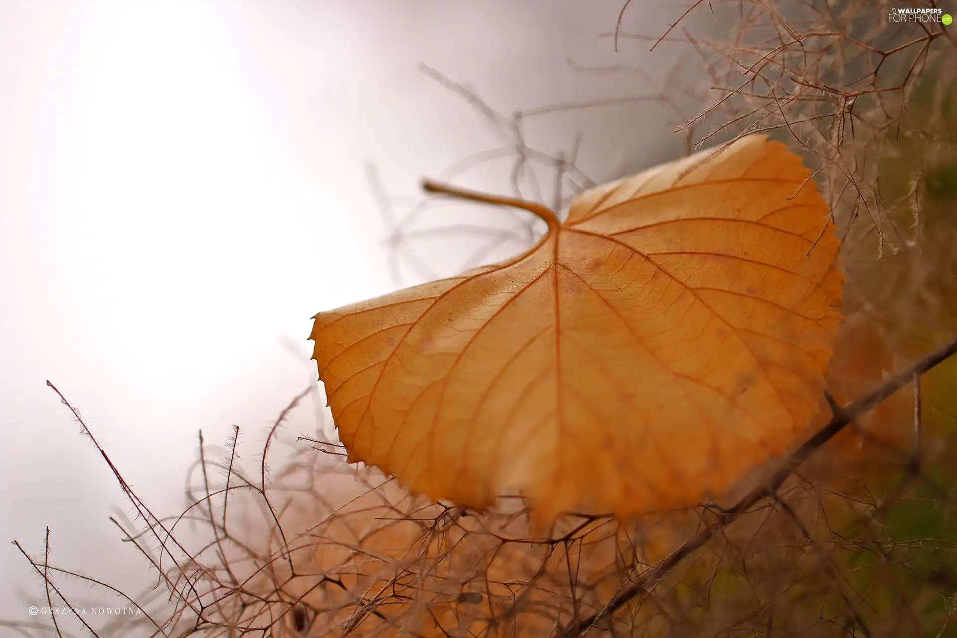 leaf, Autumn, dry