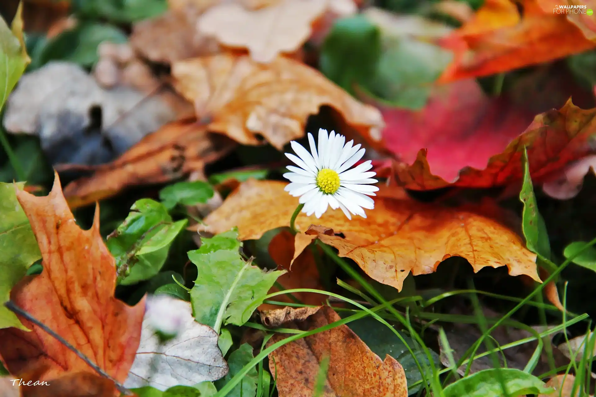 Leaf, daisy, dry