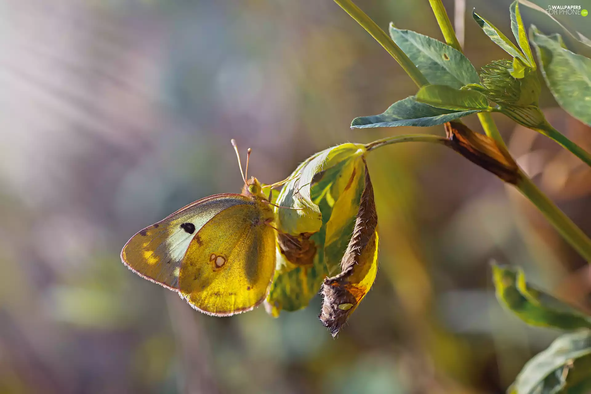 Leaf, butterfly, plant, ligh, fuzzy, background, flash, luminosity, sun