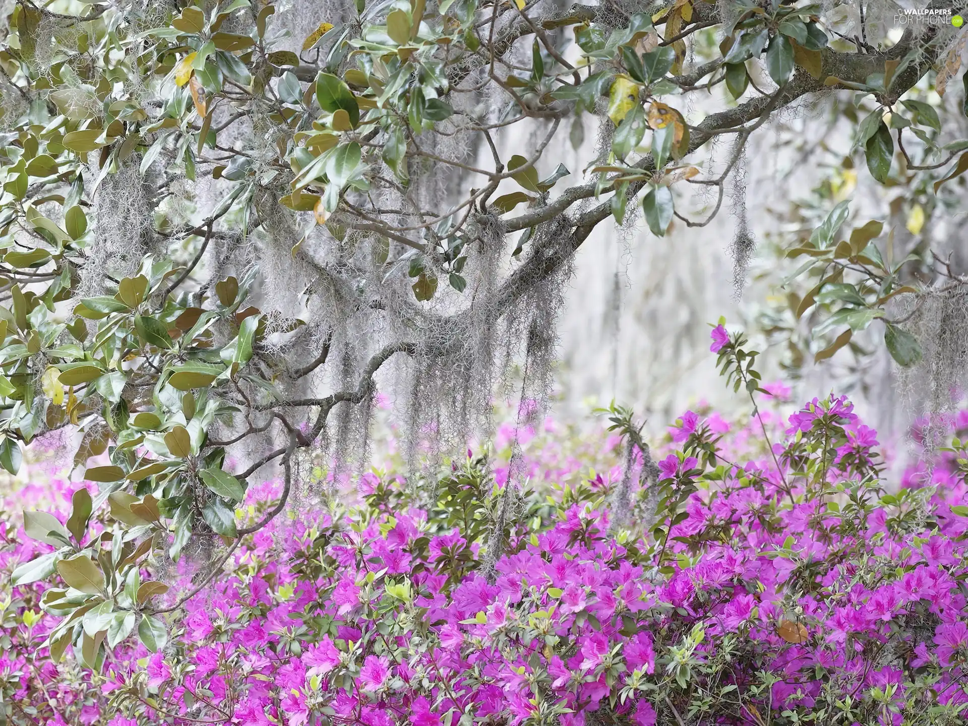 Leaf, forest, Flowers