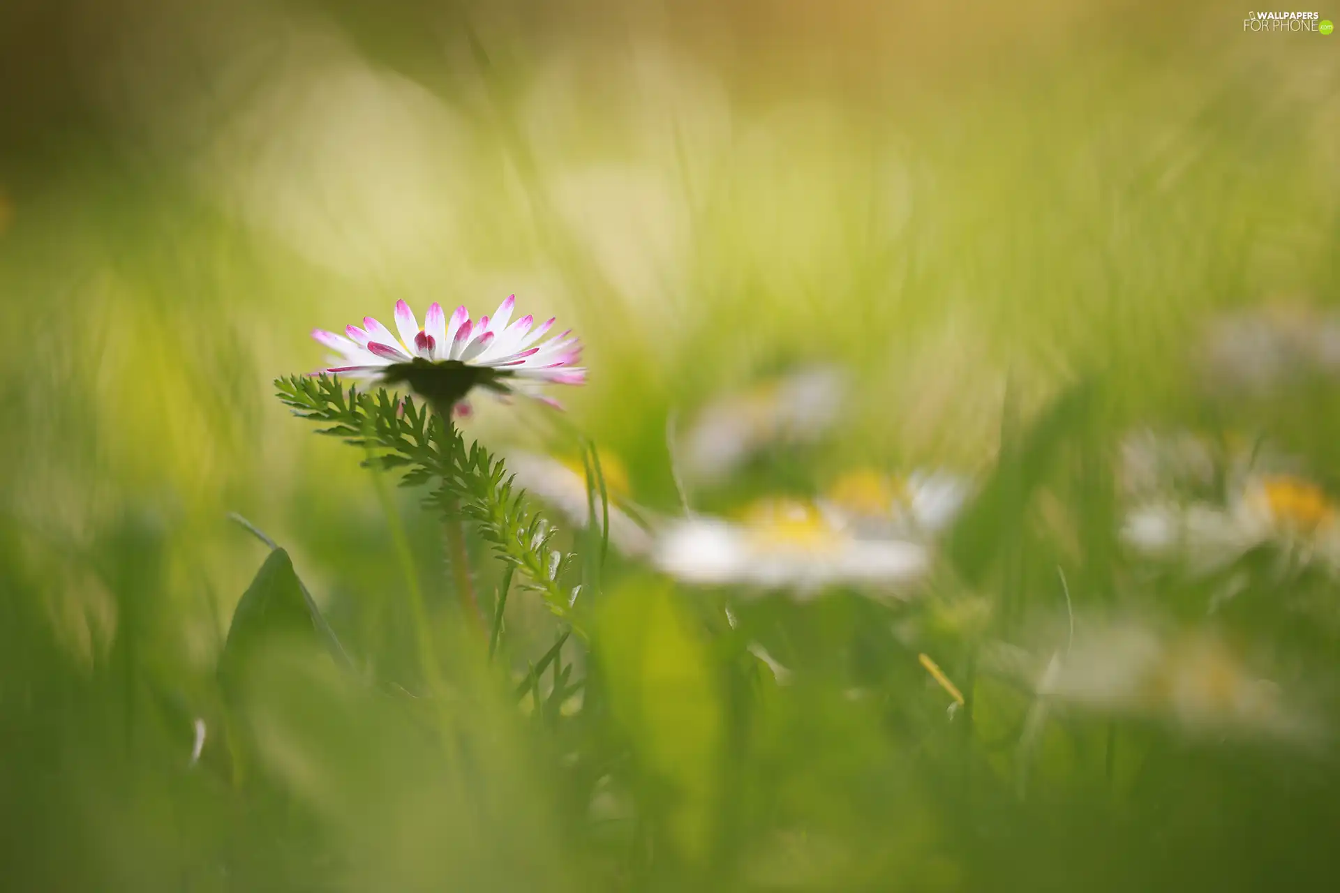 daisy, green ones, Leaf, Colourfull Flowers