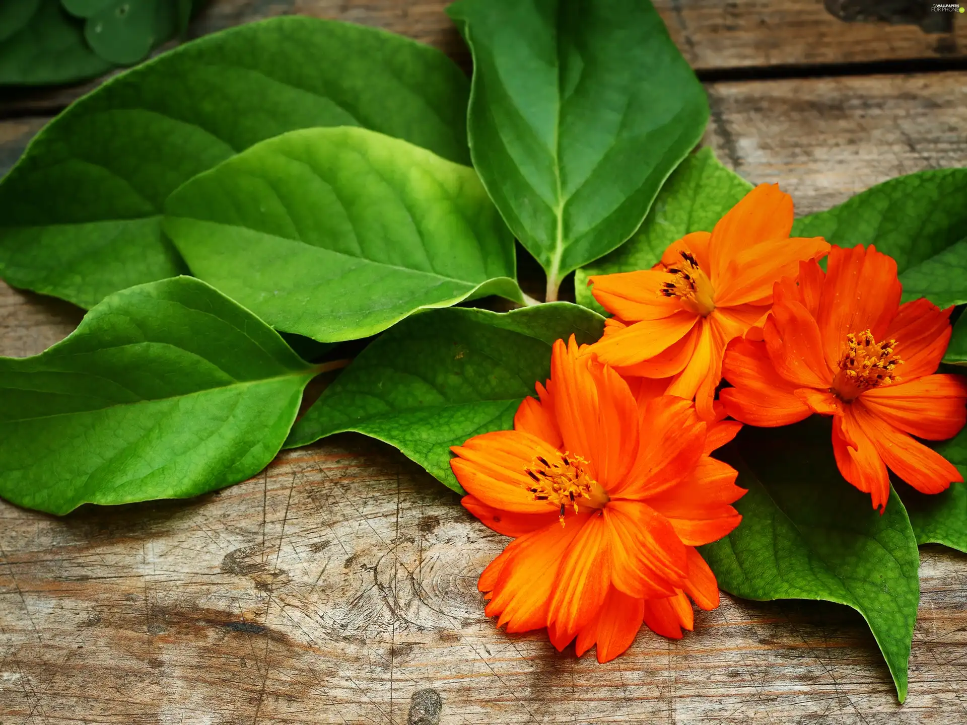 Leaf, Orange, Flowers