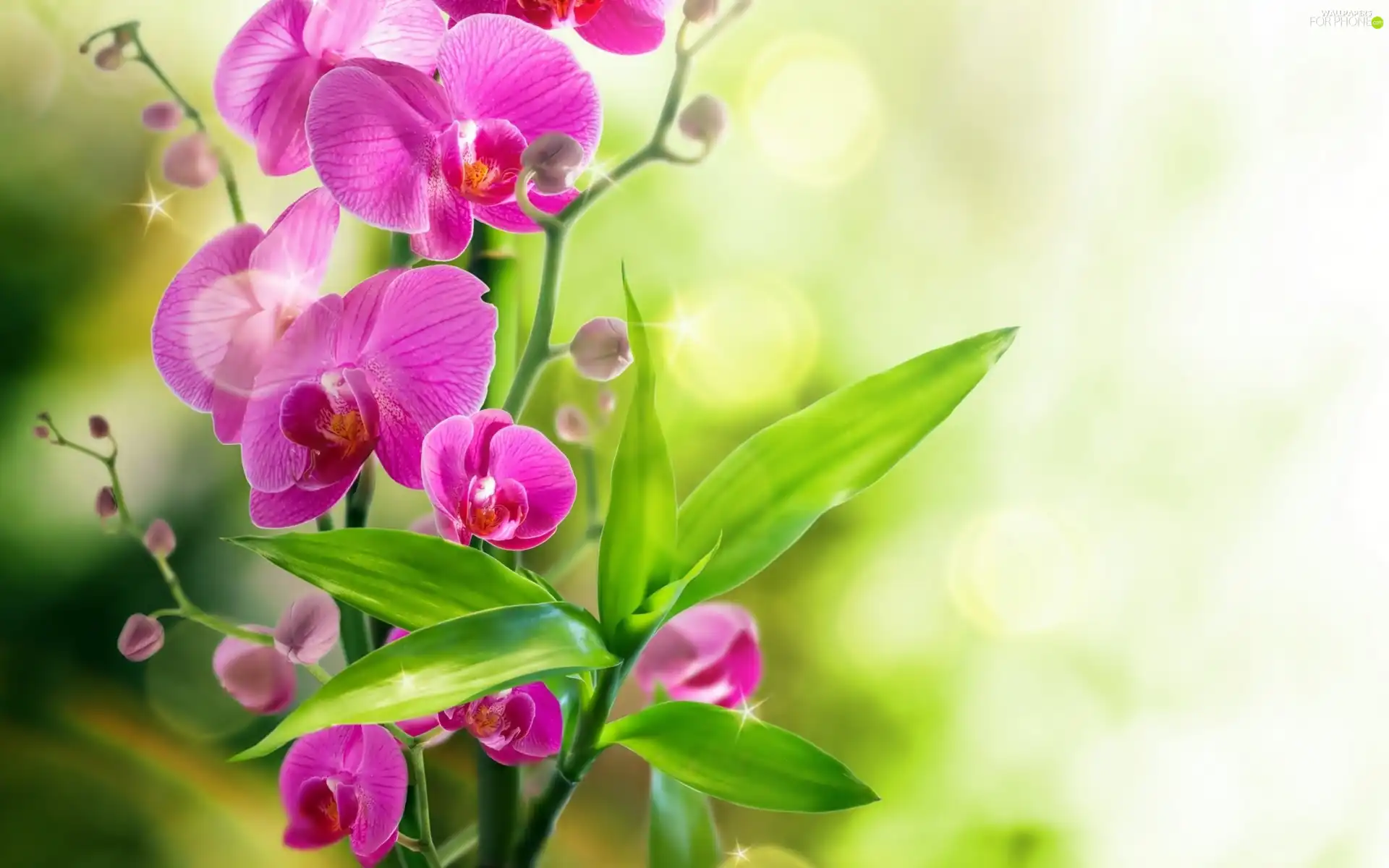 Leaf, orchid, Flowers