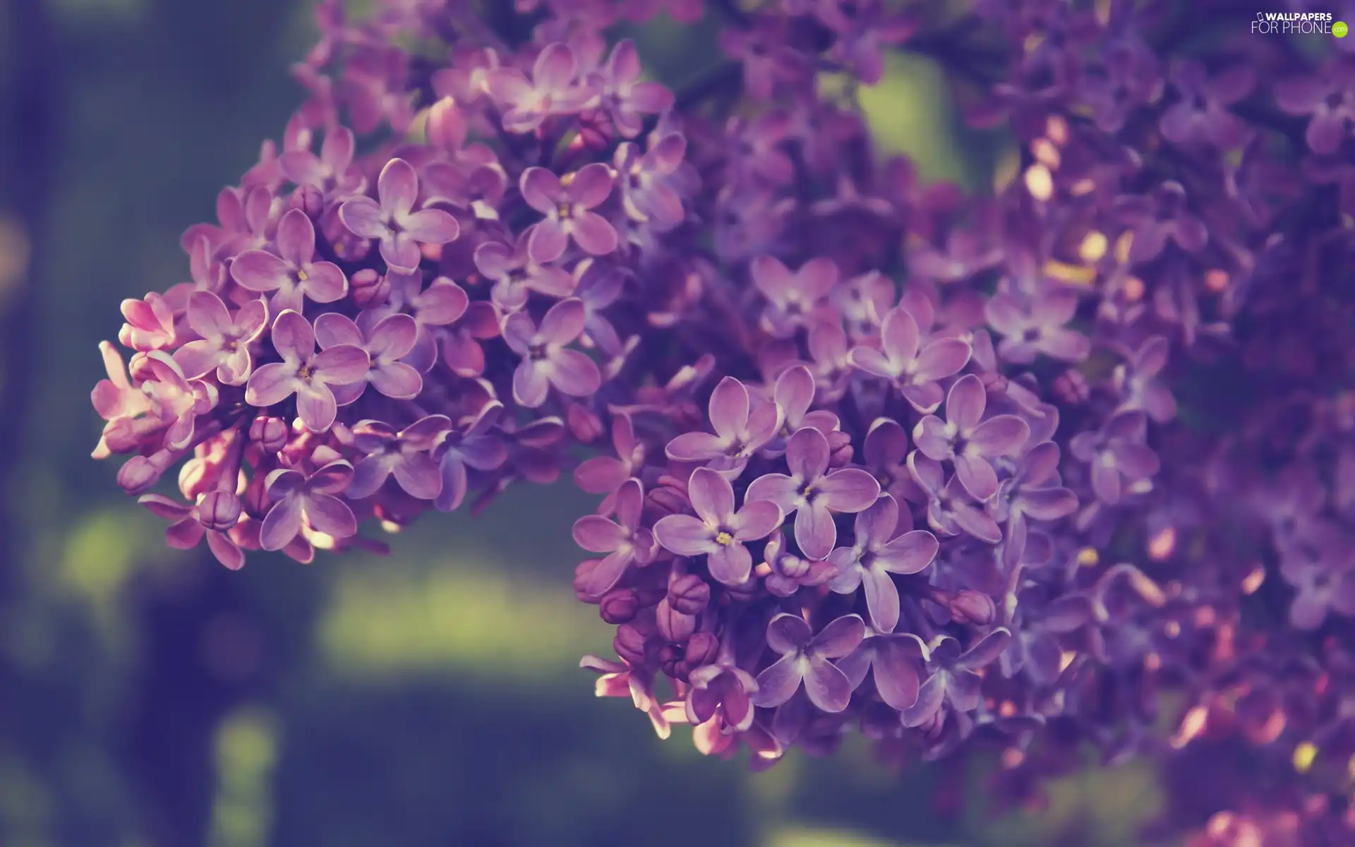 Flowers, plant, Leaf, without