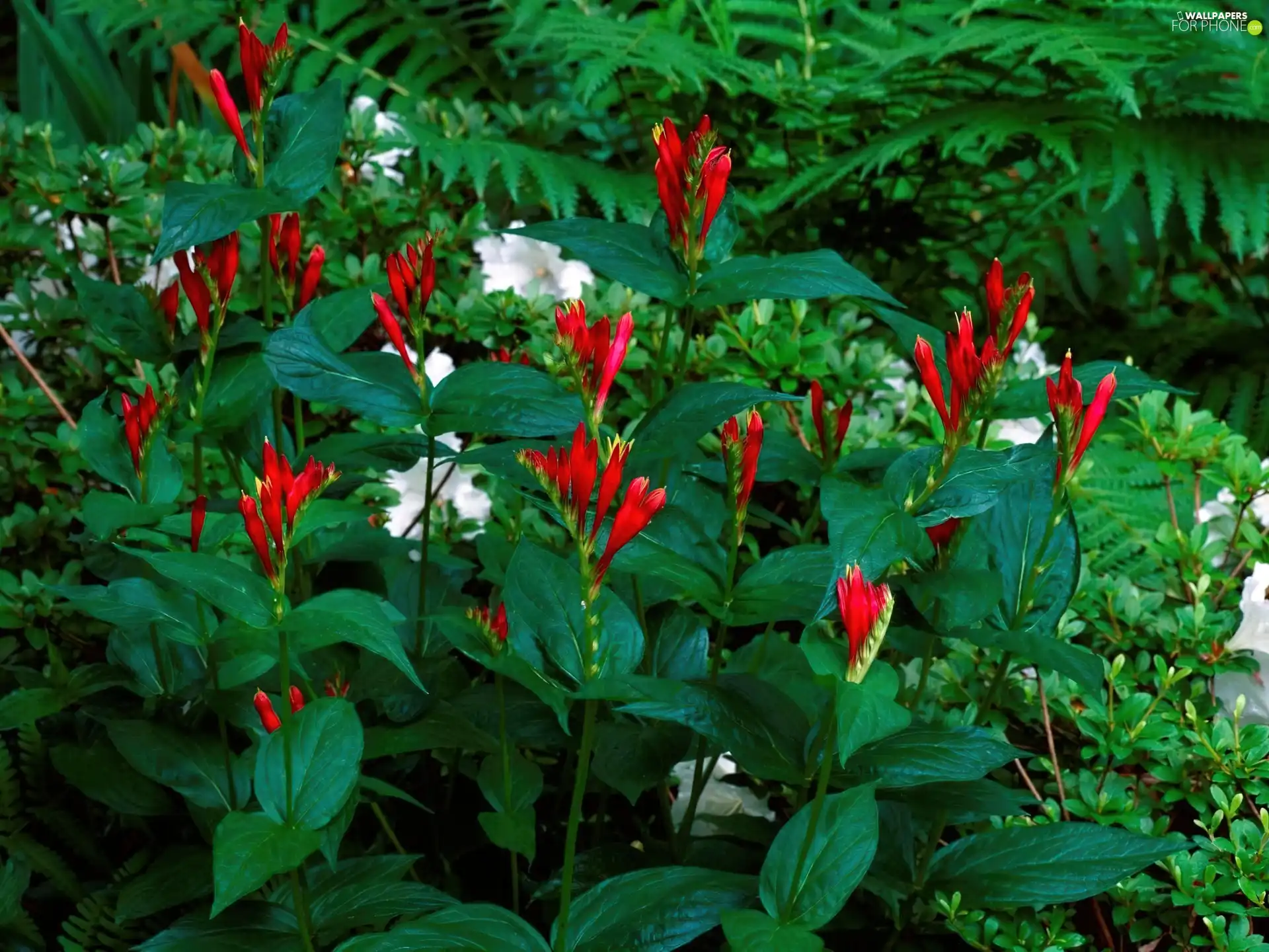 Leaf, Red, Flowers