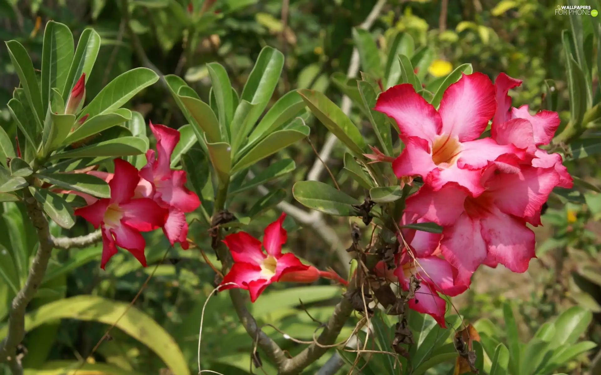 Leaf, Red, Flowers