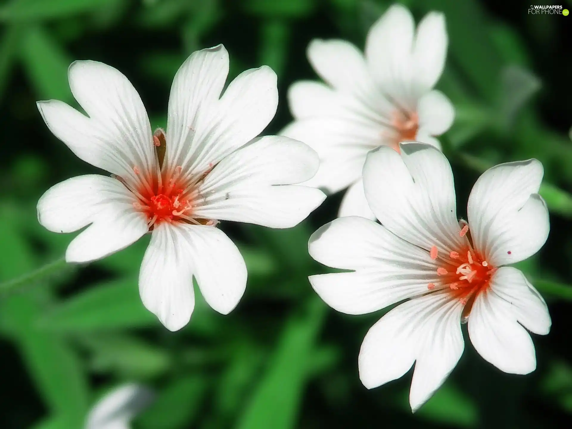Leaf, White, Flowers