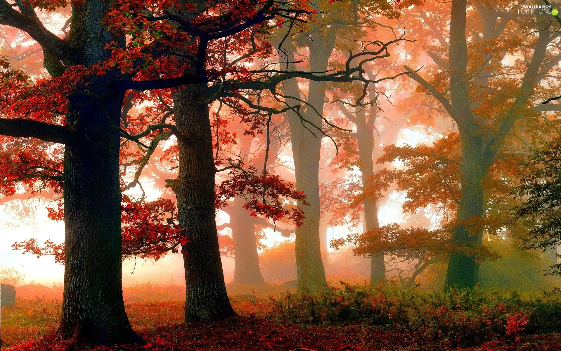viewes, autumn, Leaf, Fog, Red, trees