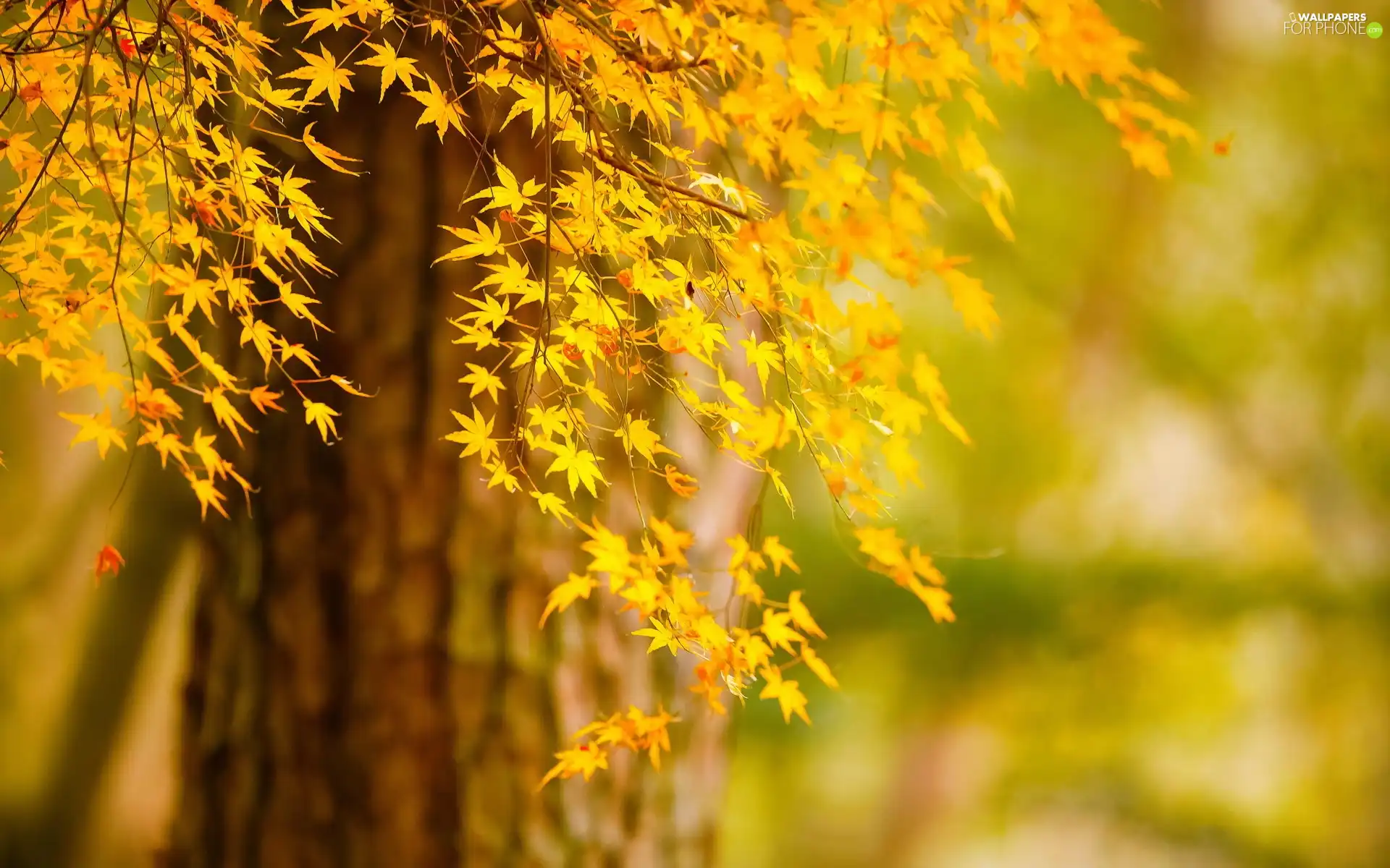 forest, Autumn, Leaf, trees