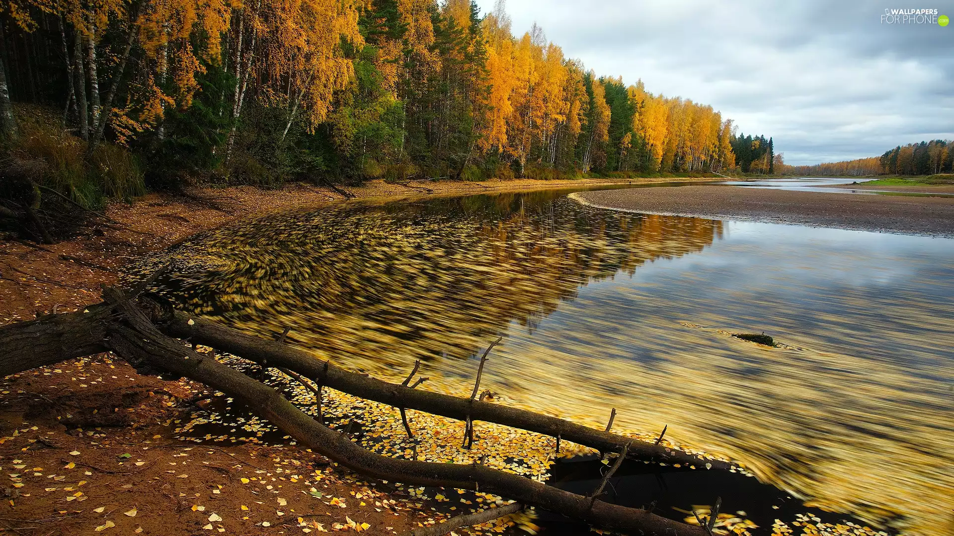 trees, autumn, forest, Rybinskoje Wodochraniliszcze, Russia, viewes, Leaf