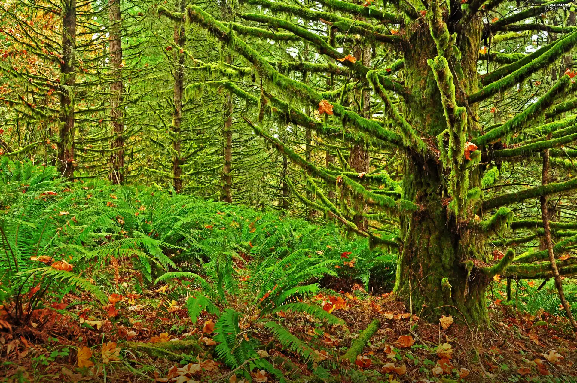 forest, fern, Leaf, mosses