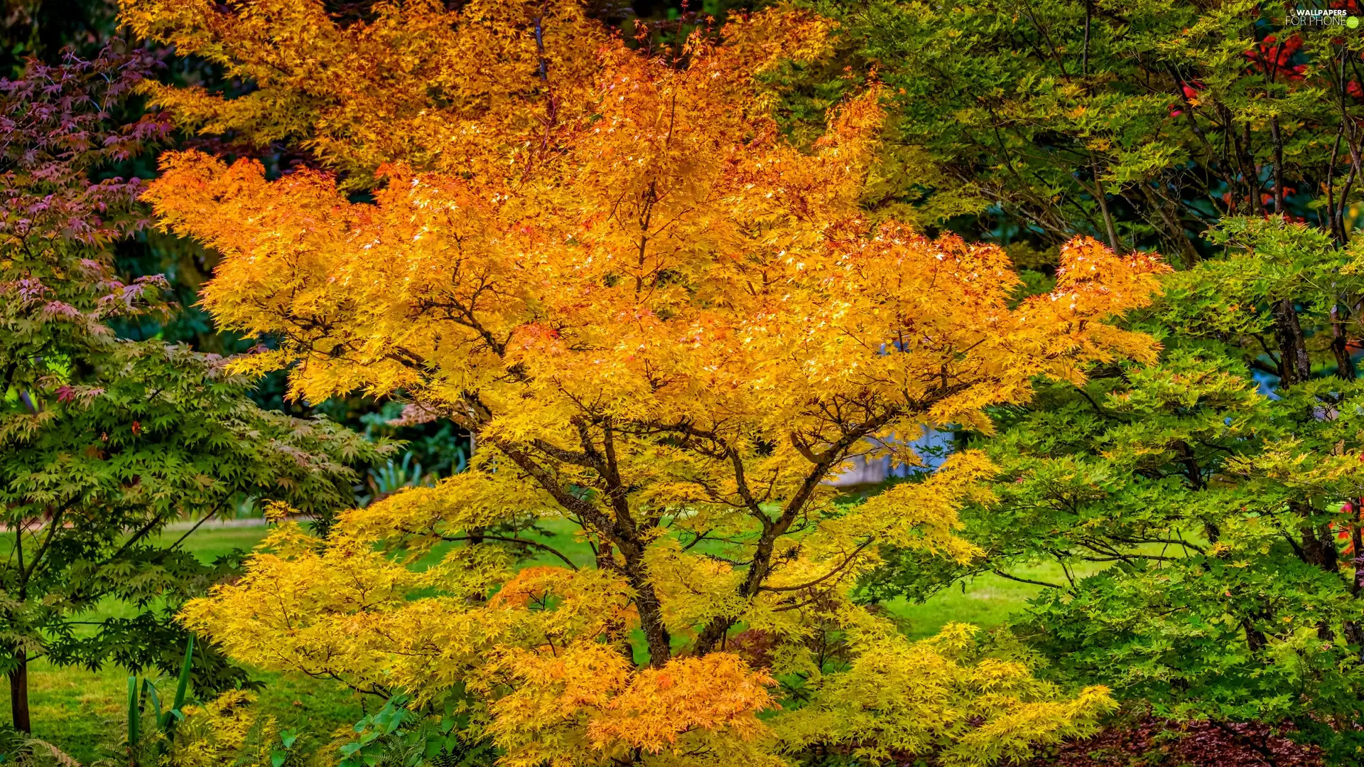 color, autumn, viewes, Leaf, trees, forest