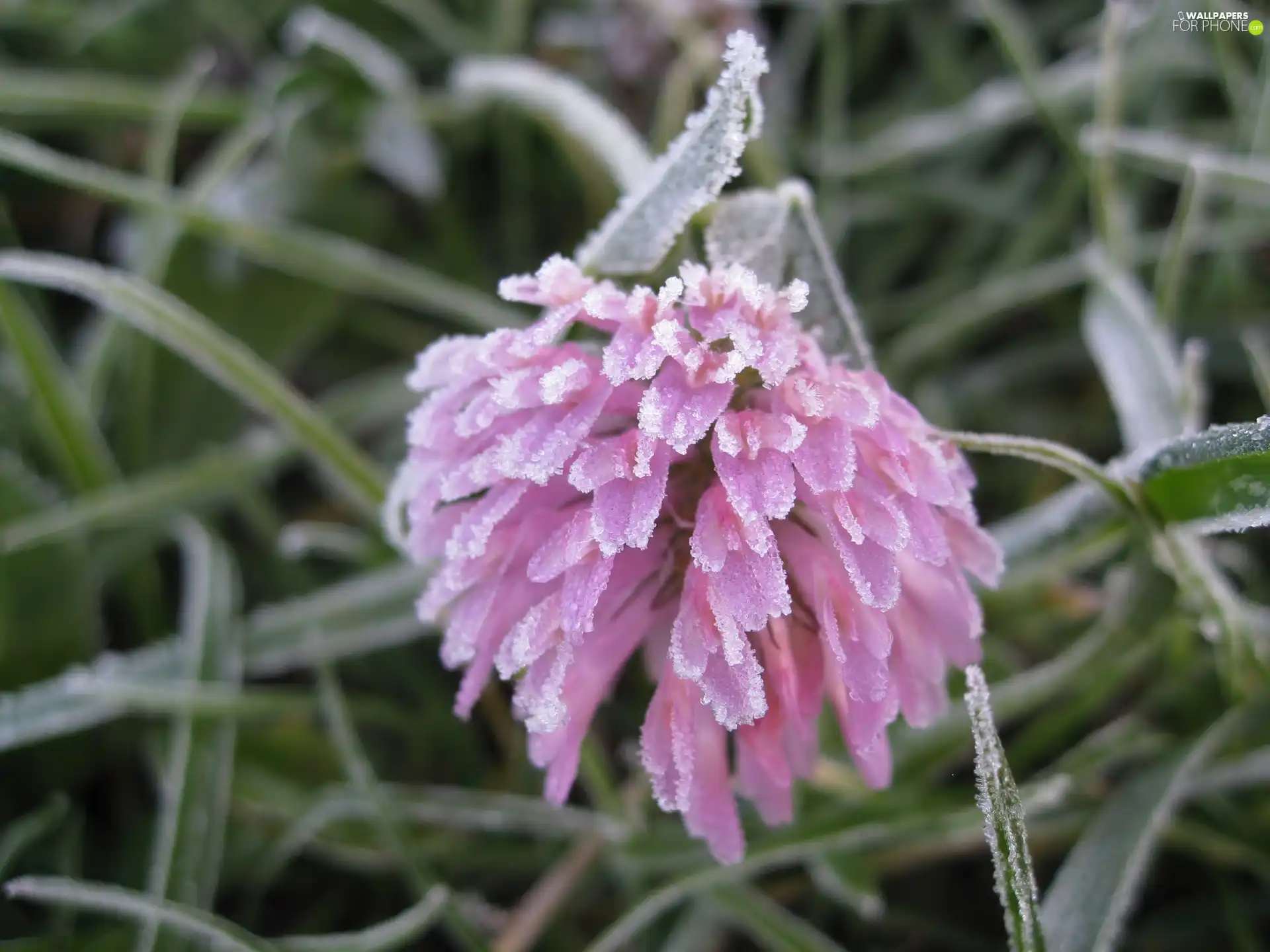 Frozen, Colourfull Flowers, Leaf, Pink