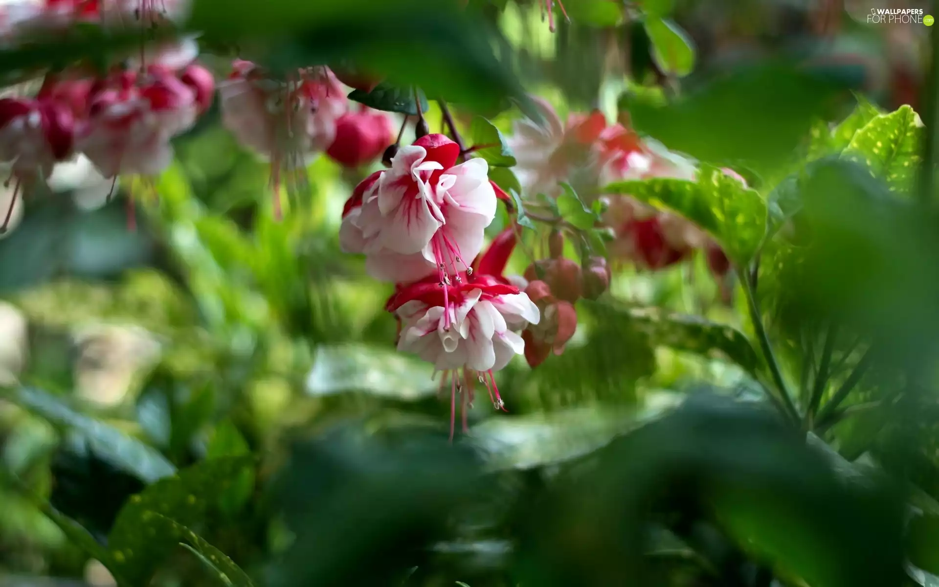 Leaf, Flowers, fuchsia