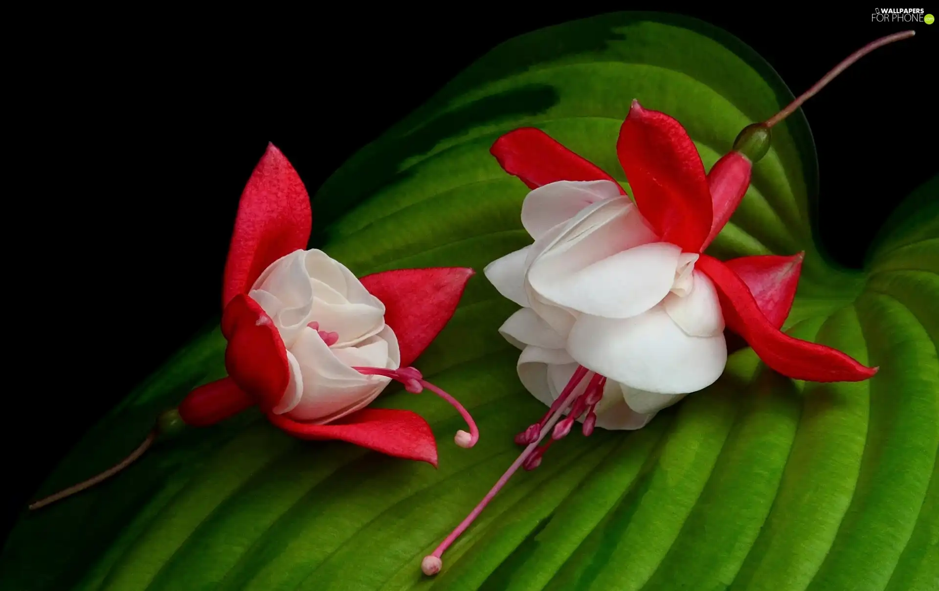 fuchsia, leaf