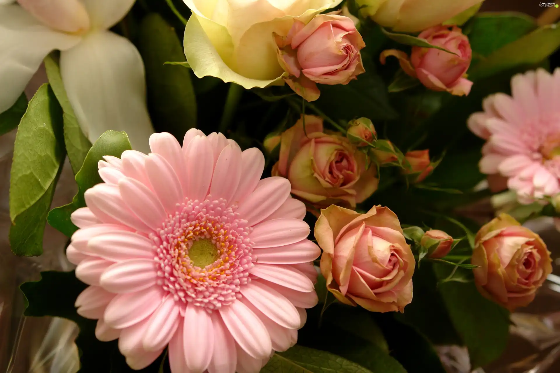 Gerbera, Buds, Leaf, roses