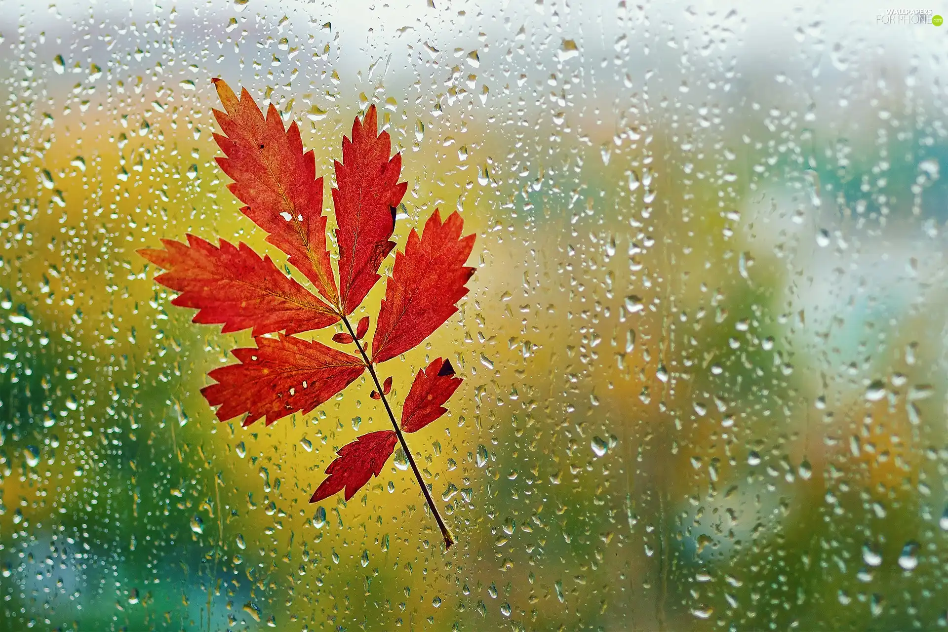 Glass, Autumn, leaf, Rain
