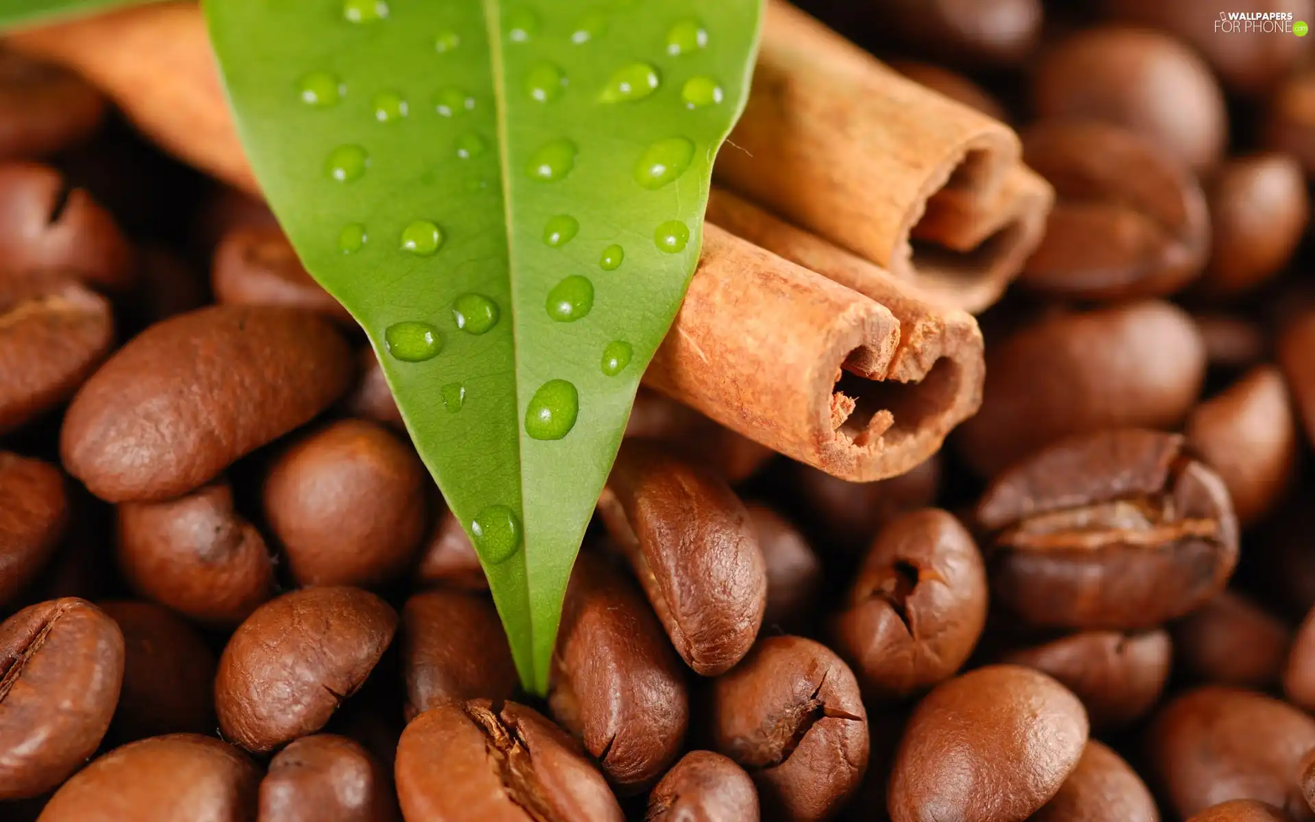 grains, vanilla, leaf, coffee