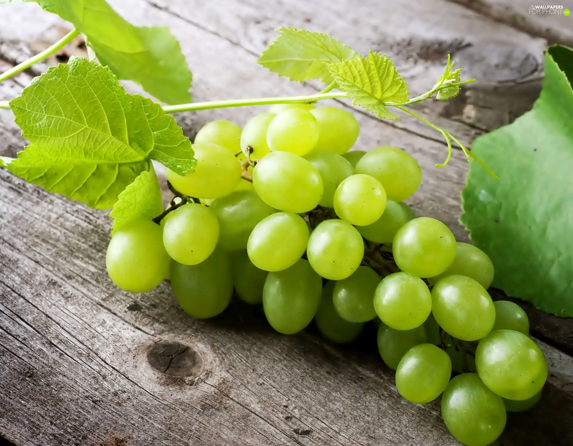 grape, Leaf