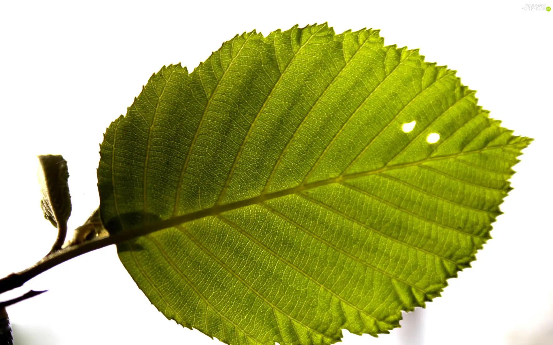 Green, leaf