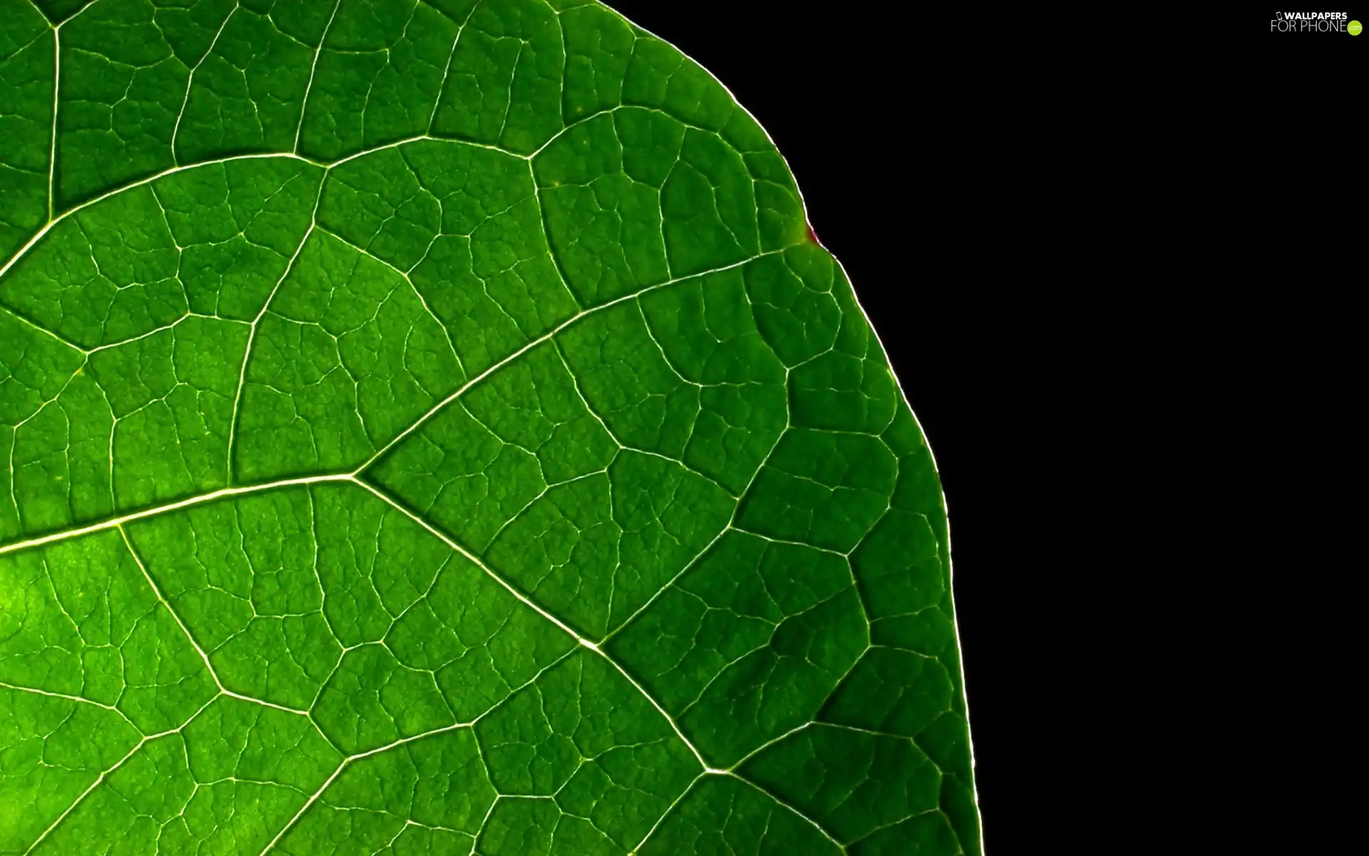 leaf, fragment, green